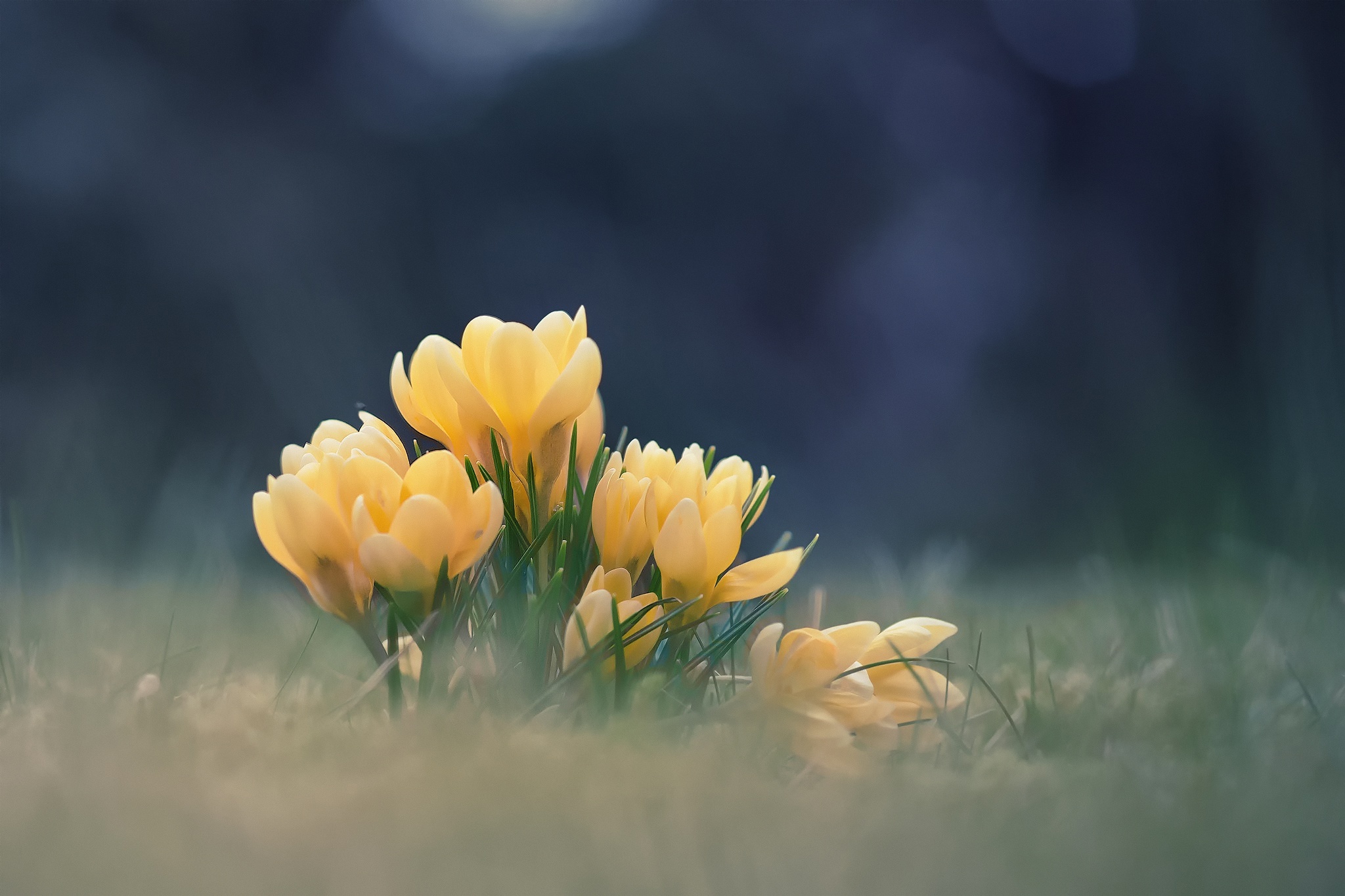 Download mobile wallpaper Nature, Flowers, Flower, Earth, Crocus, Yellow Flower for free.