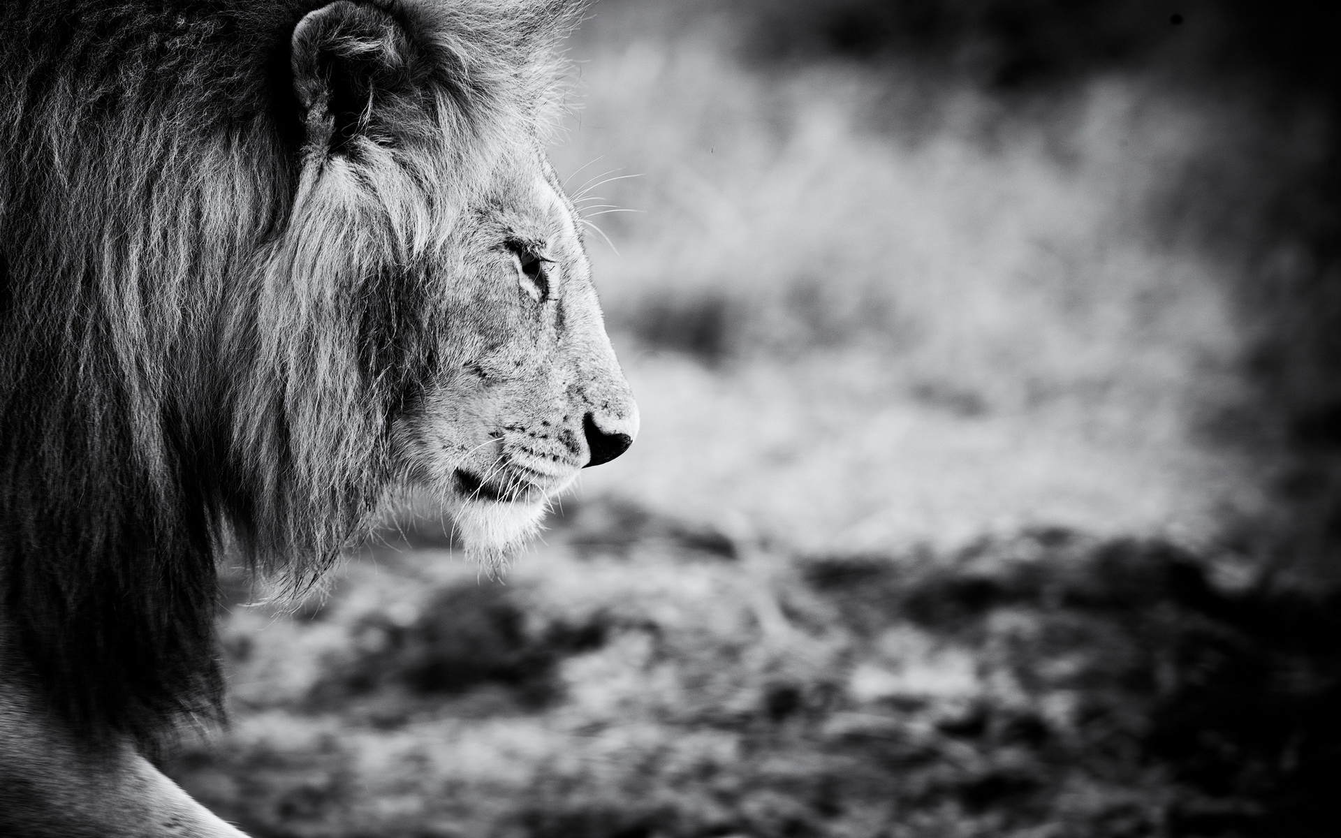 Téléchargez gratuitement l'image Lion, Chats, Animaux sur le bureau de votre PC