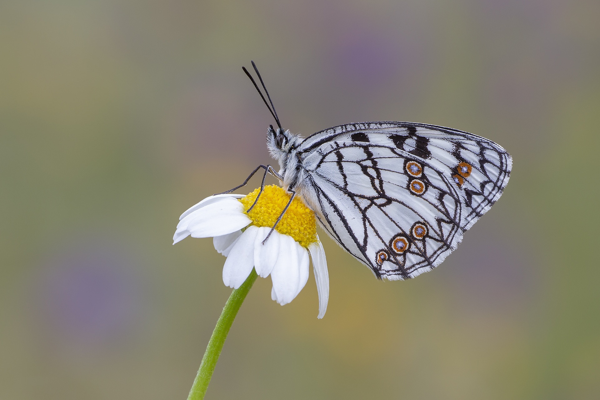 Download mobile wallpaper Macro, Insect, Butterfly, Animal for free.