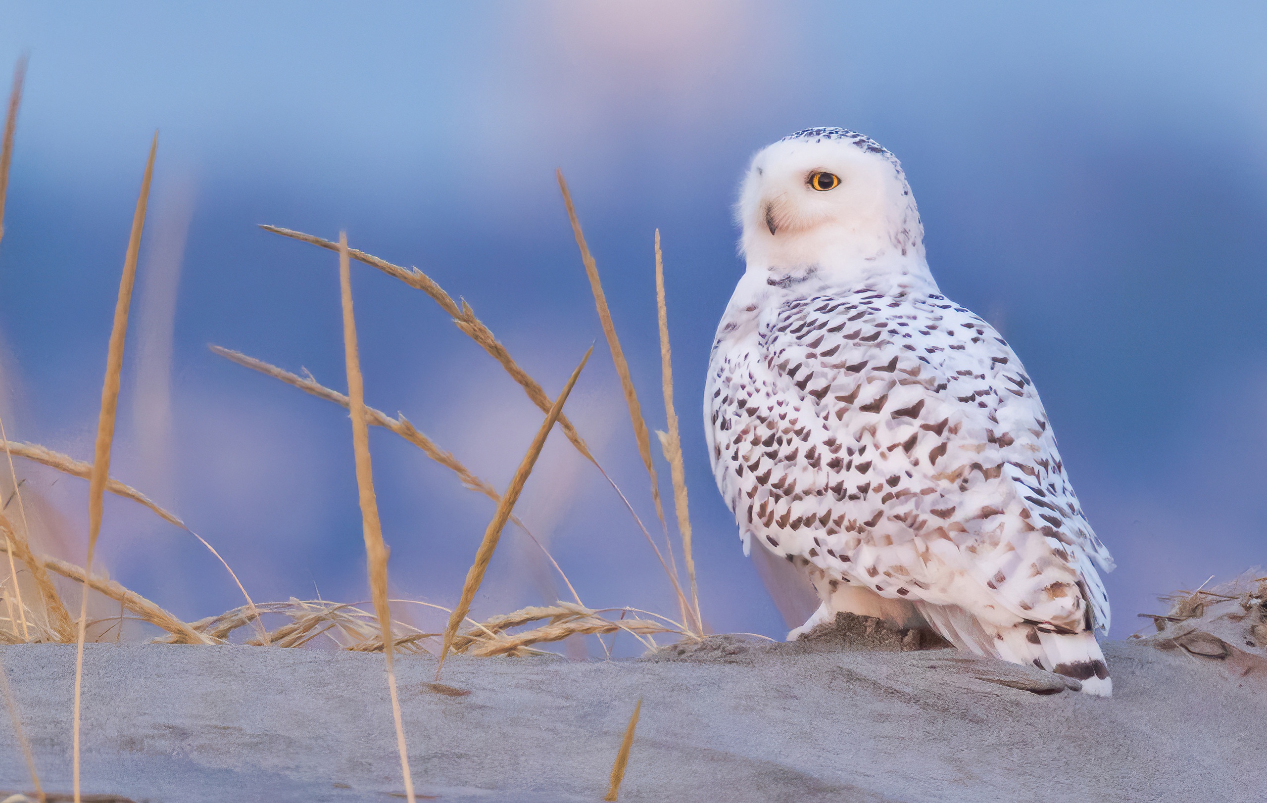 Free download wallpaper Birds, Owl, Bird, Animal, Snowy Owl on your PC desktop
