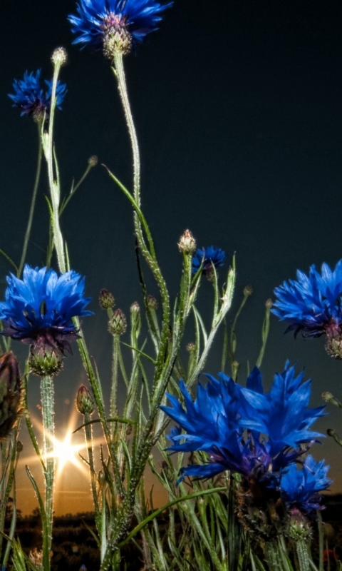 Descarga gratuita de fondo de pantalla para móvil de Flores, Flor, Tierra/naturaleza.