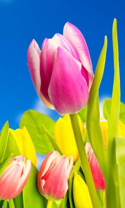 Download mobile wallpaper Flowers, Flower, Earth, Colorful, Spring, Tulip, Yellow Flower, Pink Flower for free.
