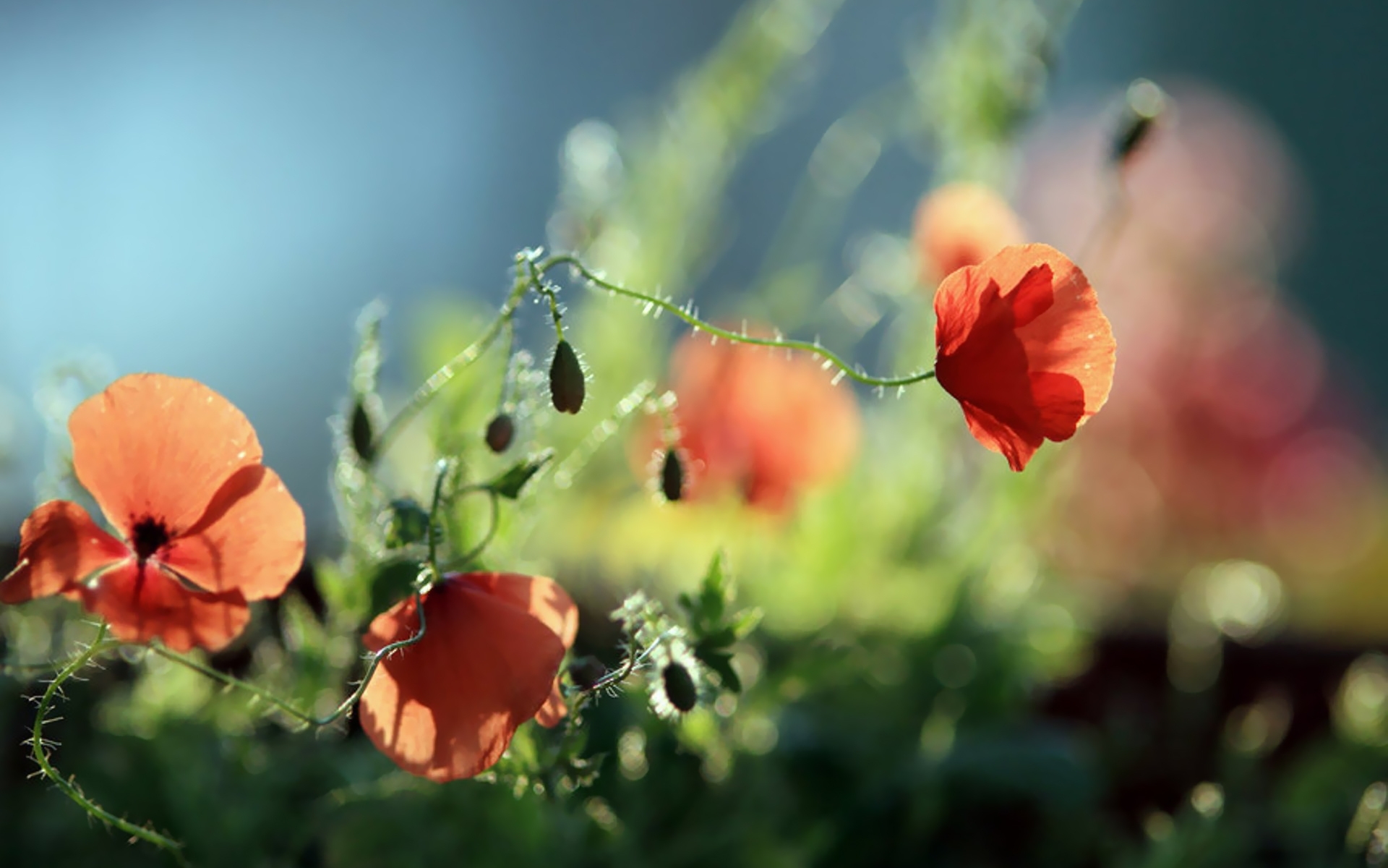 Free download wallpaper Flowers, Poppies, Plants on your PC desktop