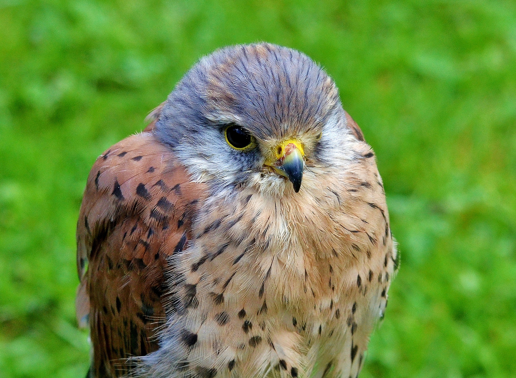 PCデスクトップに動物, 鳥画像を無料でダウンロード