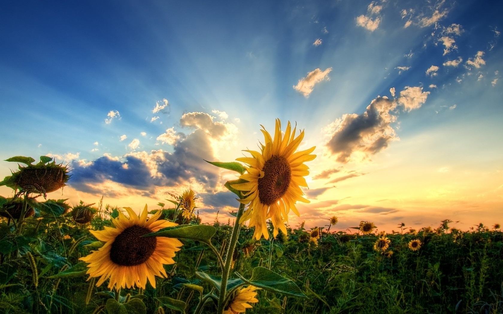 39893 Hintergrundbild herunterladen sonnenblumen, pflanzen, blumen - Bildschirmschoner und Bilder kostenlos