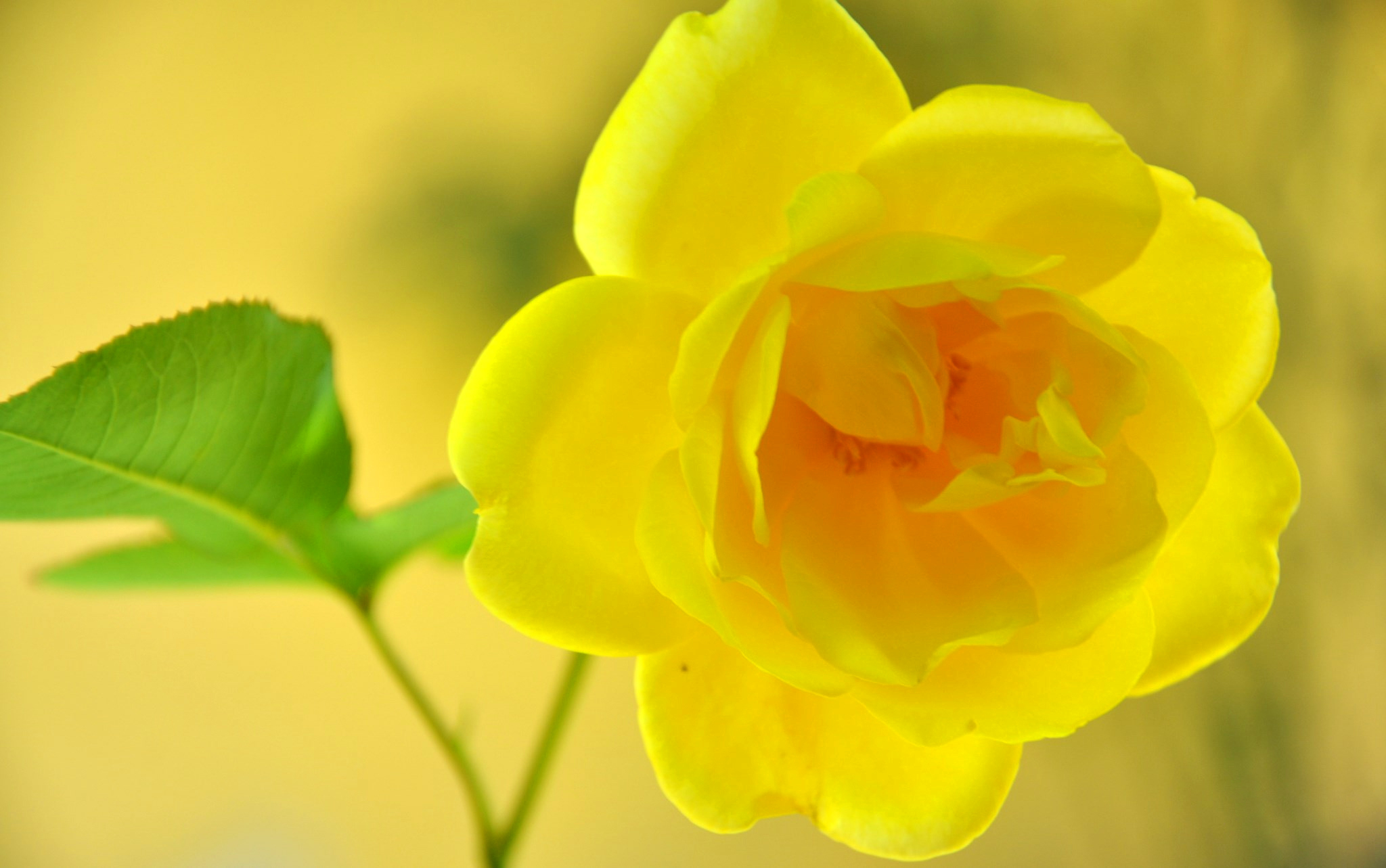 351475 télécharger l'image rose, terre/nature, fleur, fleur jaune, une rose jaune, fleurs - fonds d'écran et économiseurs d'écran gratuits