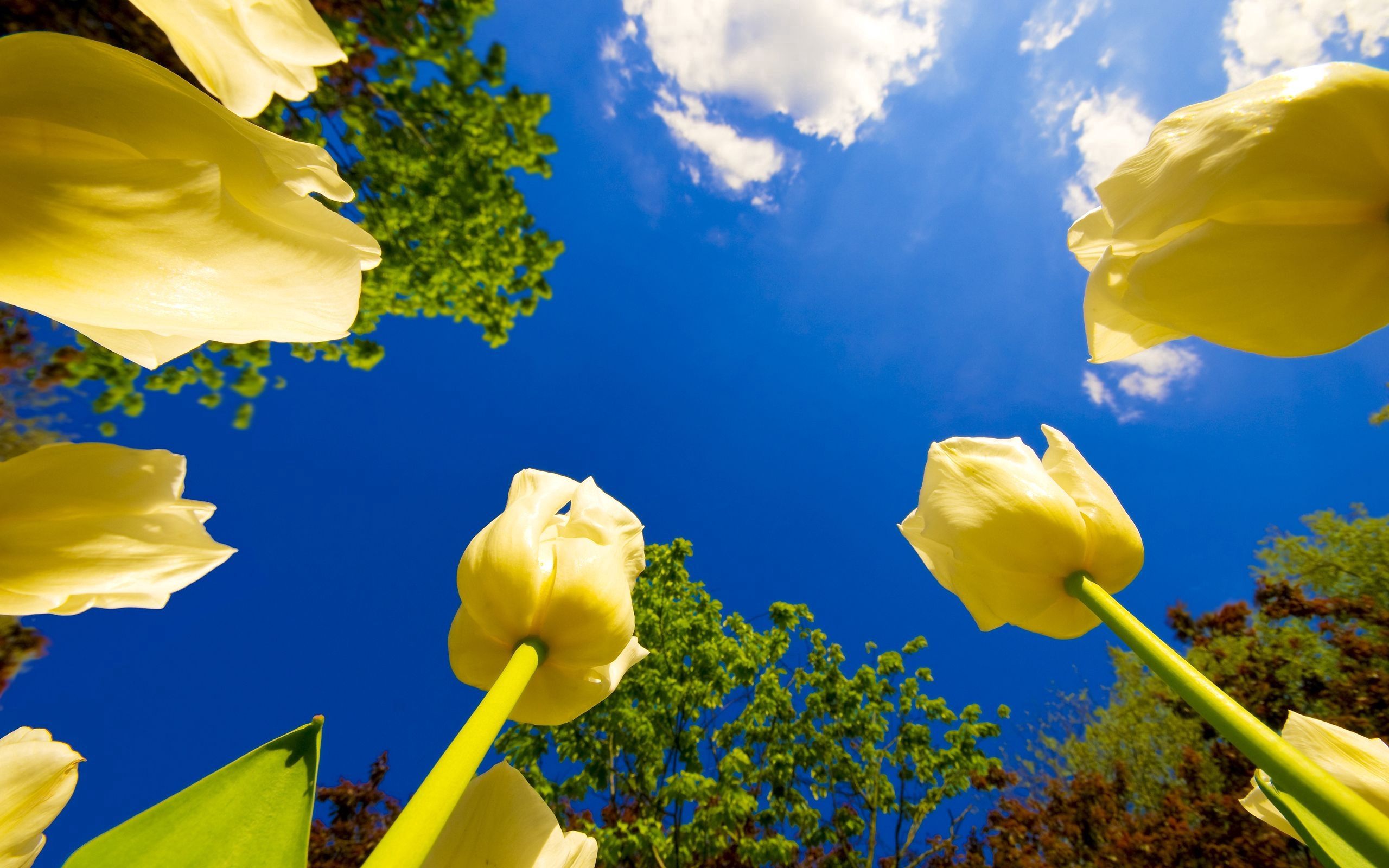 Download mobile wallpaper Clouds, Trees, Flowers, Sunny, Sky, Tulips for free.
