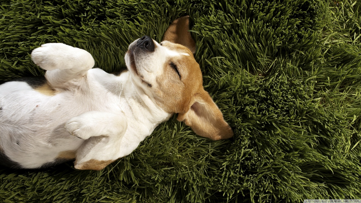 Baixar papel de parede para celular de Animais, Cães, Cão gratuito.