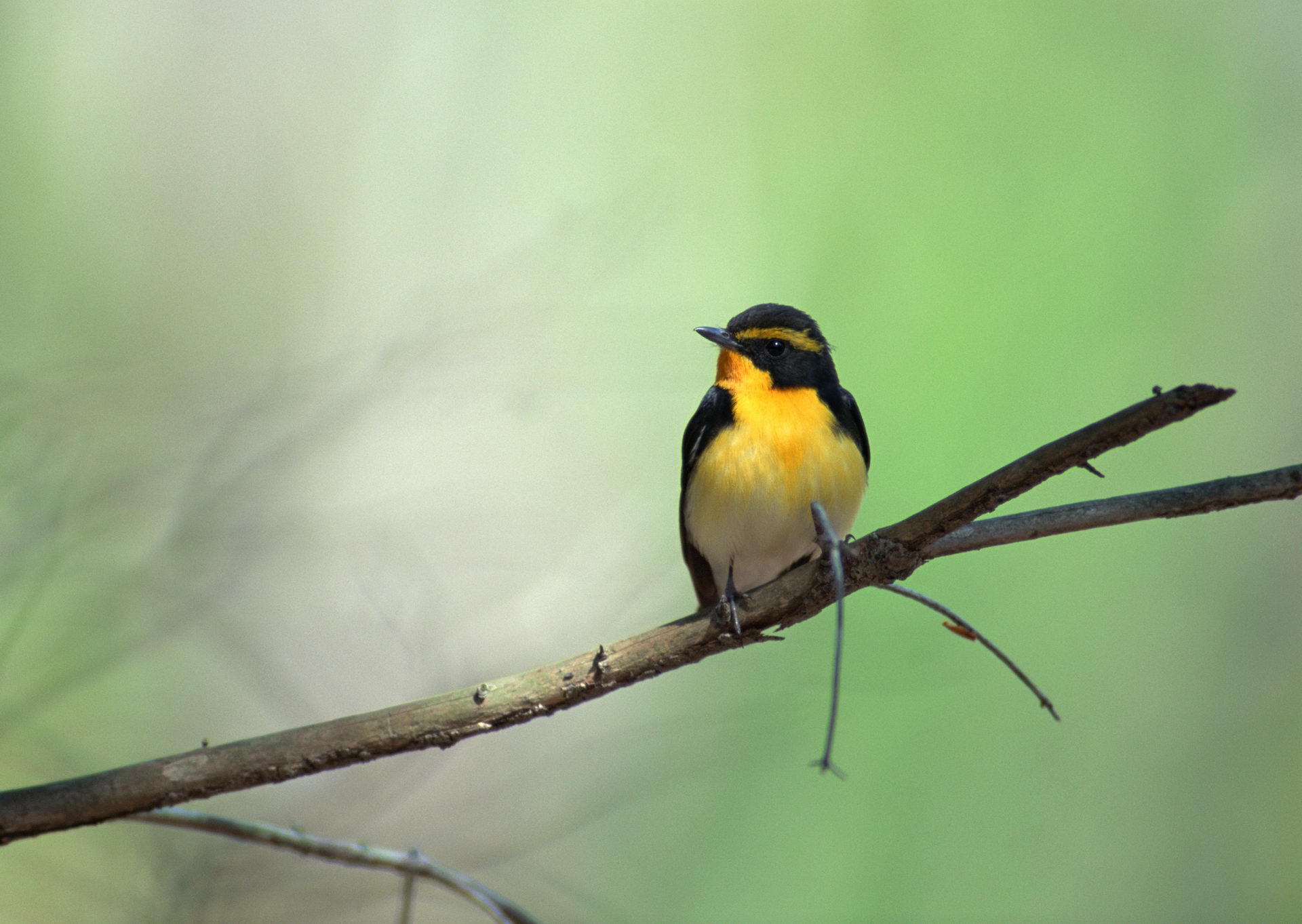 Descarga gratuita de fondo de pantalla para móvil de Ave, Aves, Animales.