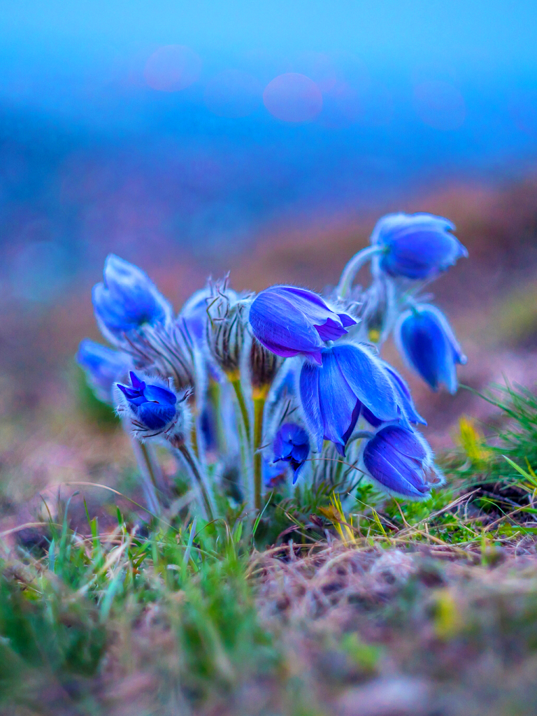 Descarga gratuita de fondo de pantalla para móvil de Naturaleza, Flores, Flor, Macro, Tierra/naturaleza, Macrofotografía, Flor Azul.