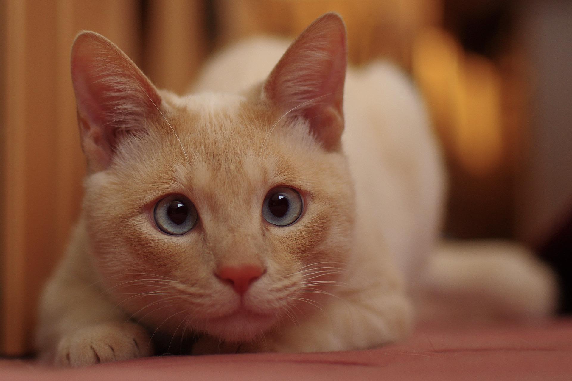 無料モバイル壁紙動物, ネコ, 猫をダウンロードします。