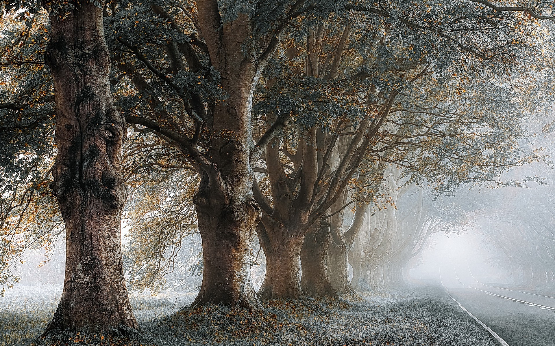 Download mobile wallpaper Road, Tree, Fog, Man Made for free.