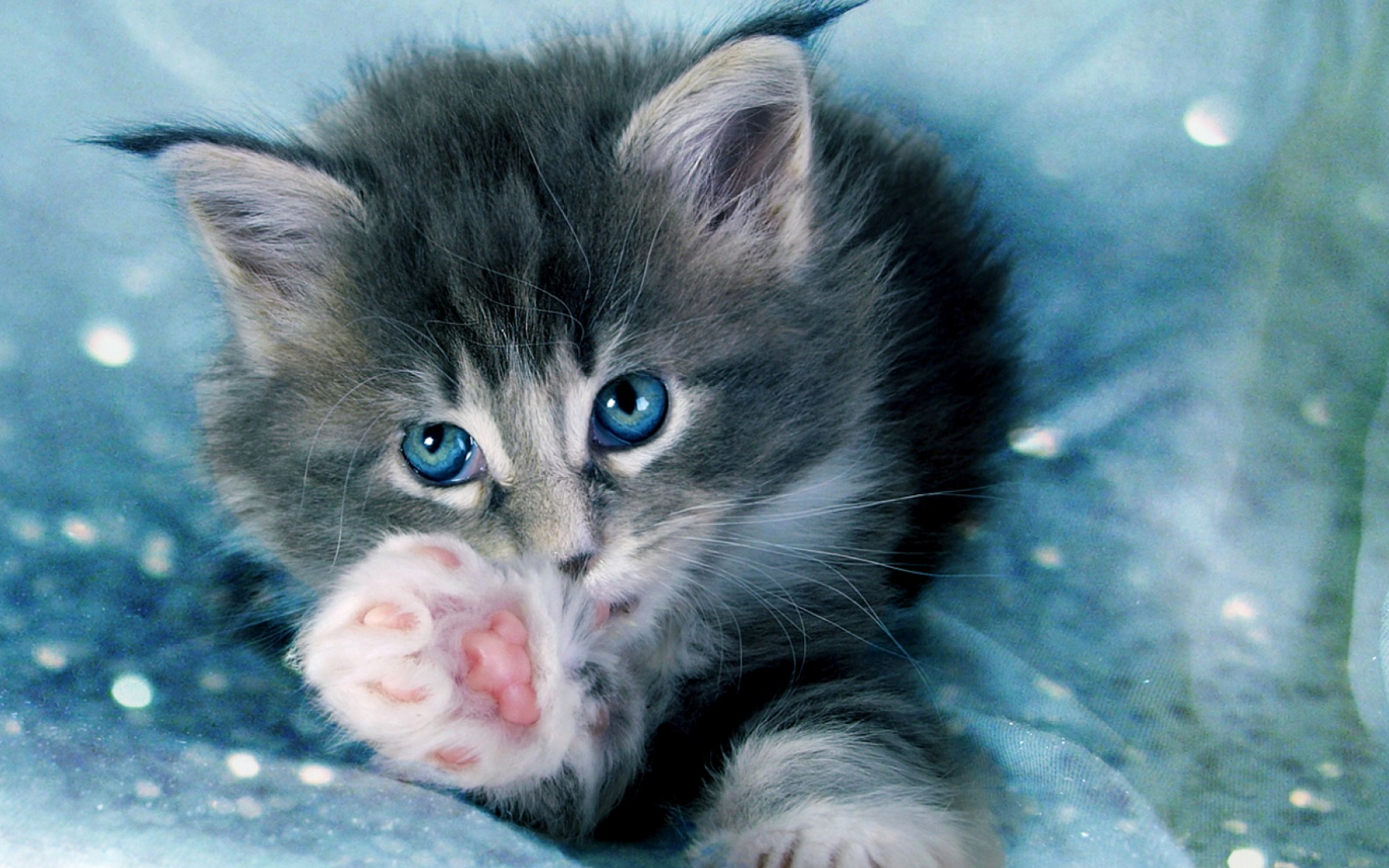 Download mobile wallpaper Cats, Cat, Kitten, Animal, Blue Eyes for free.
