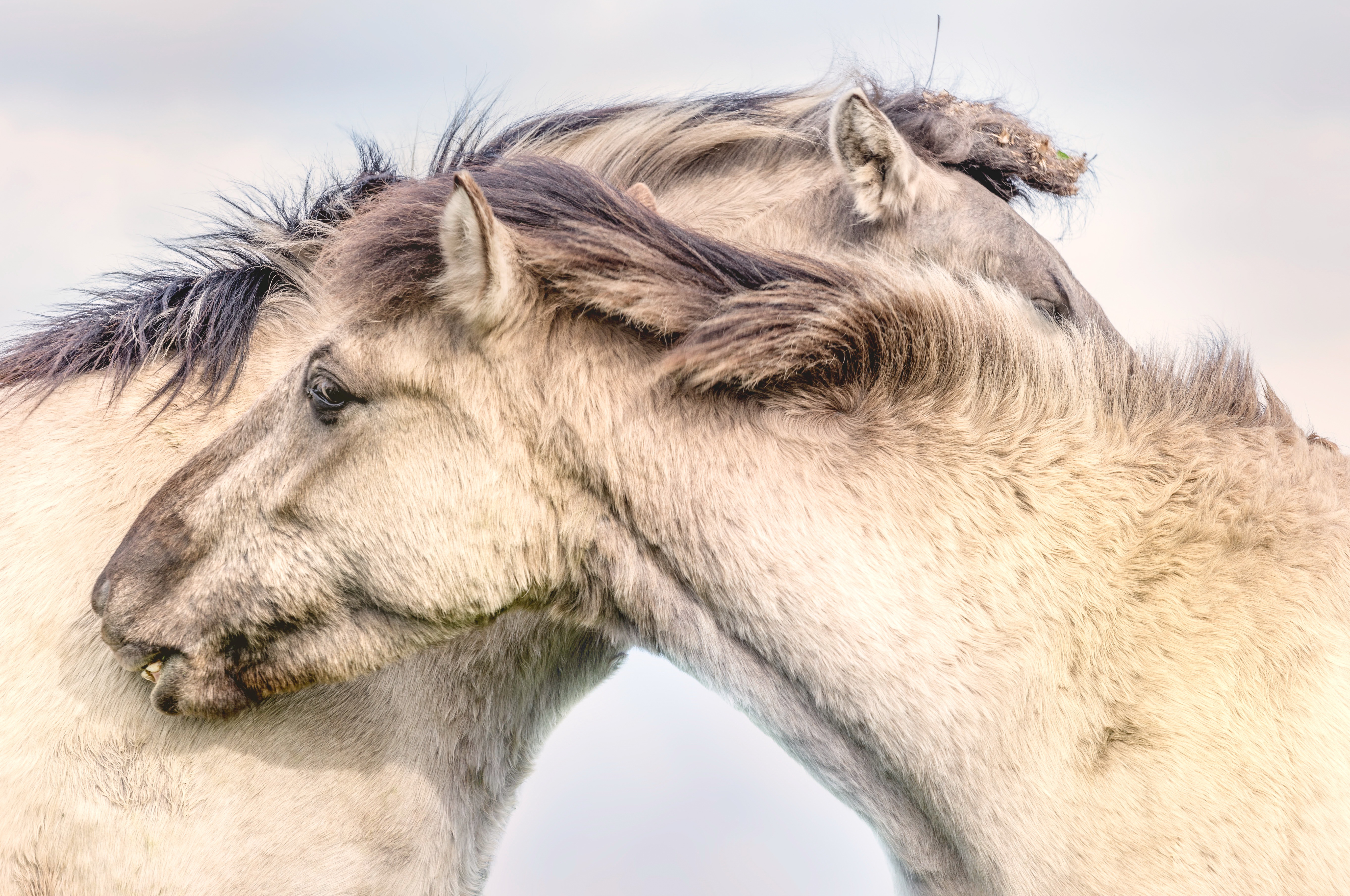 Скачать картинку Животные, Любовь, Лошадь в телефон бесплатно.