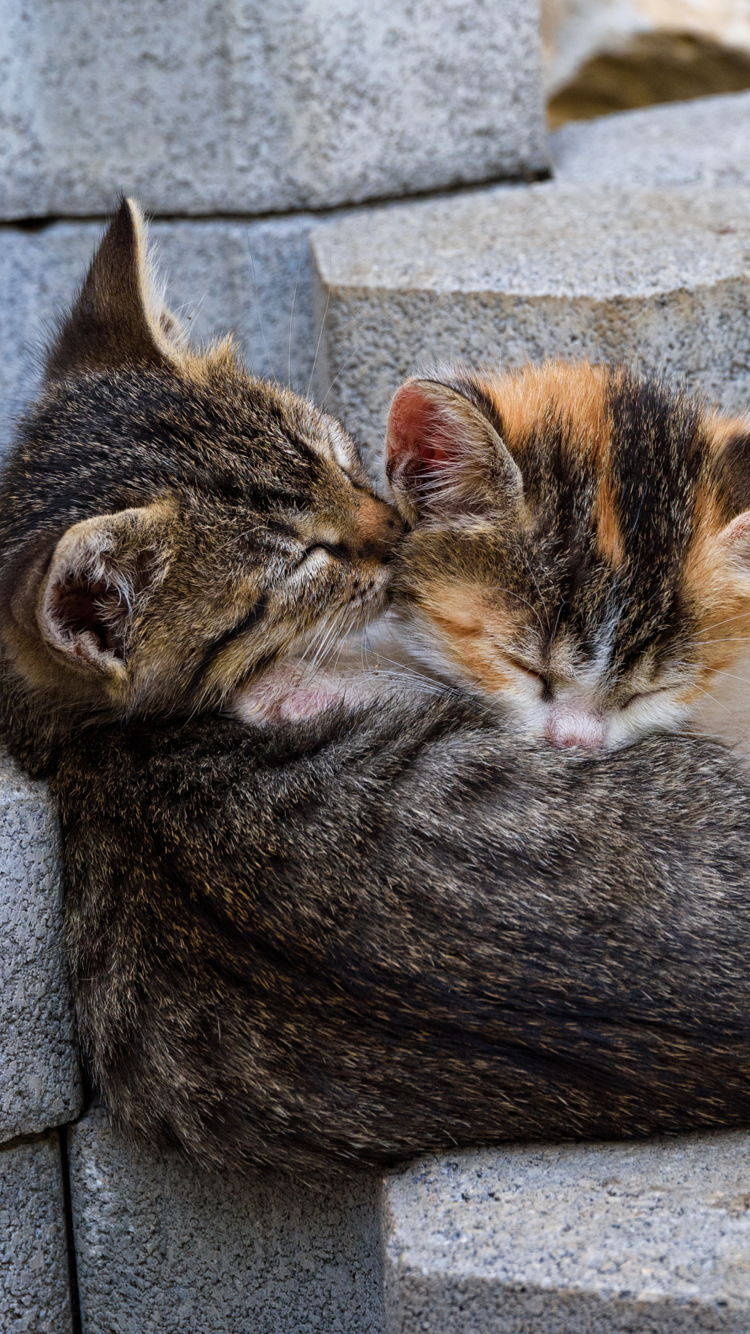 Download mobile wallpaper Cats, Cat, Kitten, Stone, Animal, Sleeping, Cute for free.