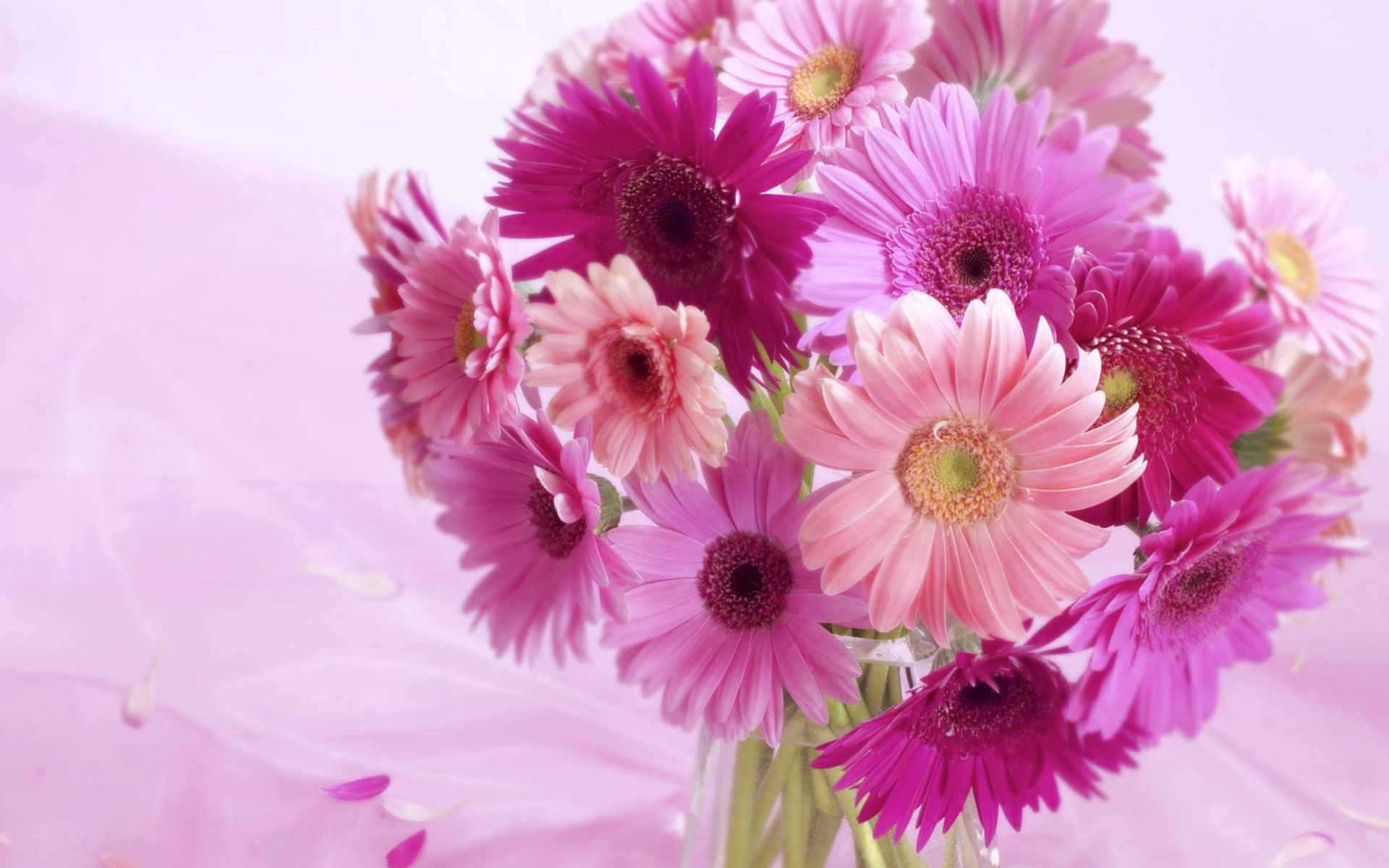 PCデスクトップにガーベラ, 花, 花瓶, マンメイド, ピンクの花画像を無料でダウンロード