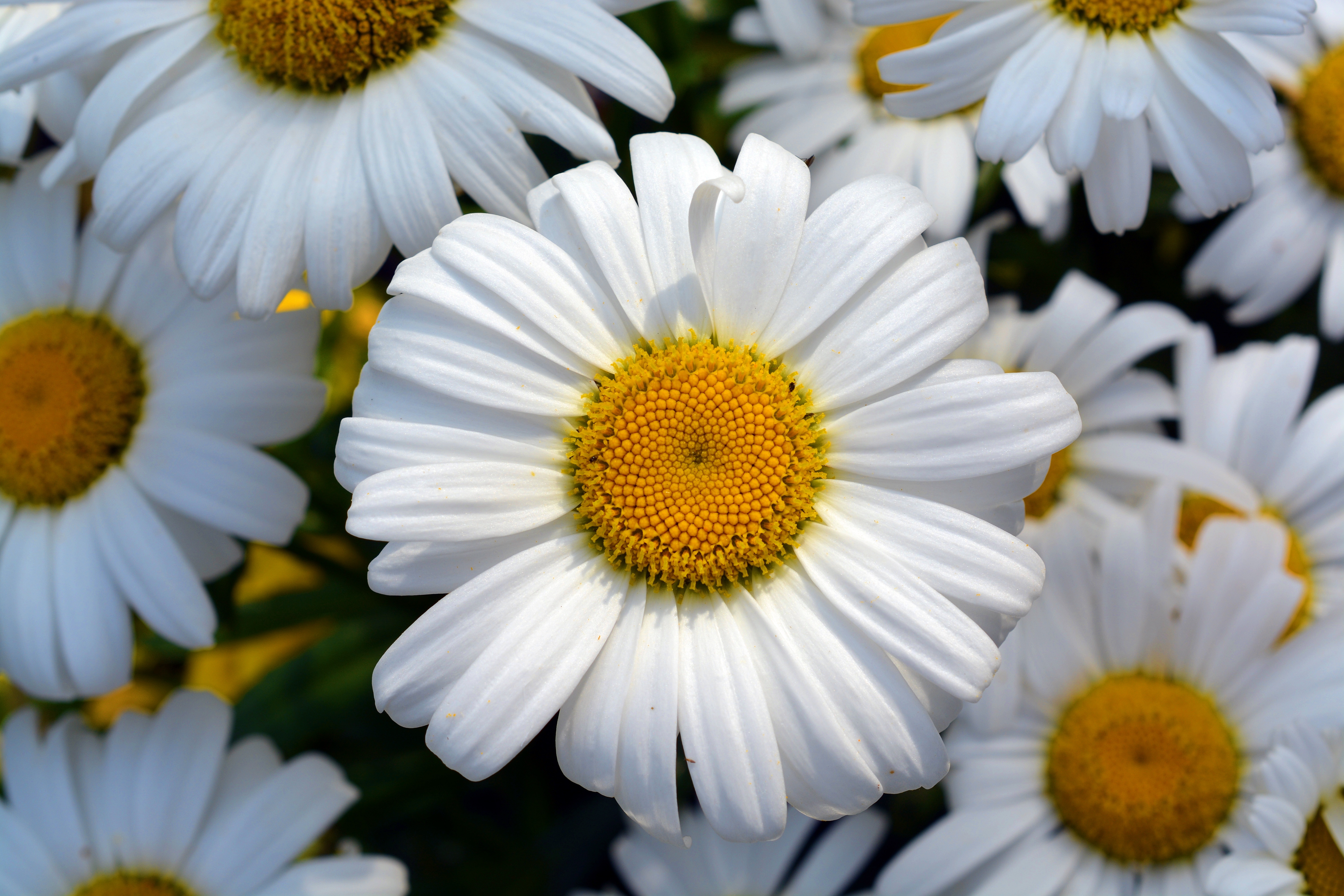 Laden Sie das Kamille, Blume, Blütenblätter, Blumen, Feld-Bild kostenlos auf Ihren PC-Desktop herunter