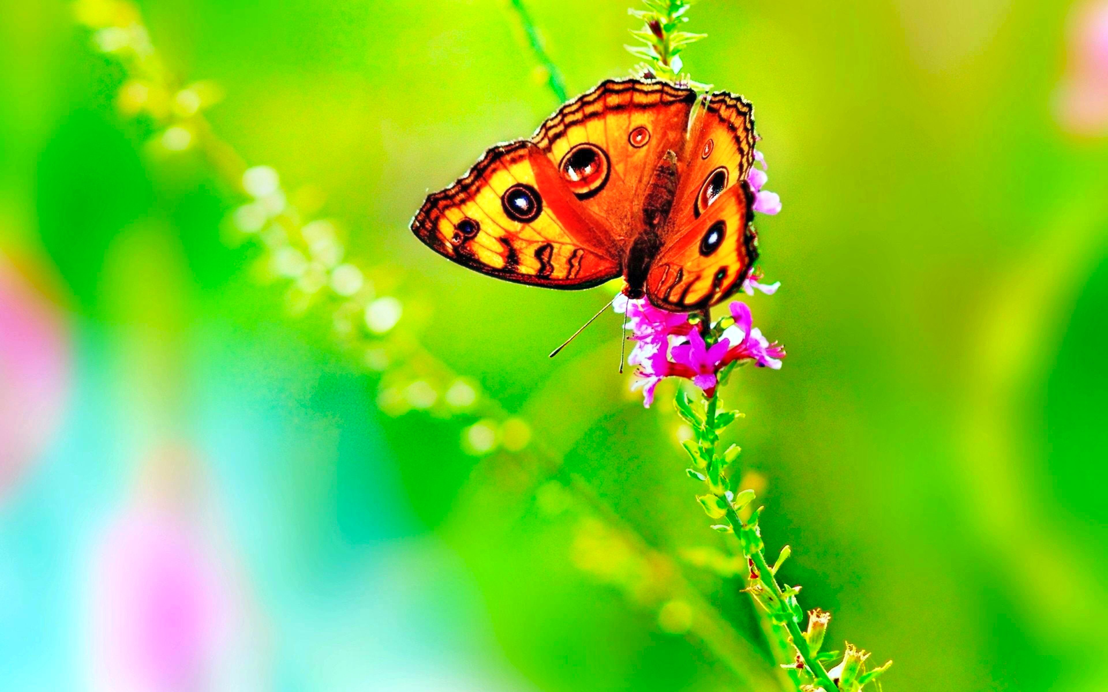 1491002 télécharger l'image le printemps, papillon, coloré, animaux, vert, la nature - fonds d'écran et économiseurs d'écran gratuits