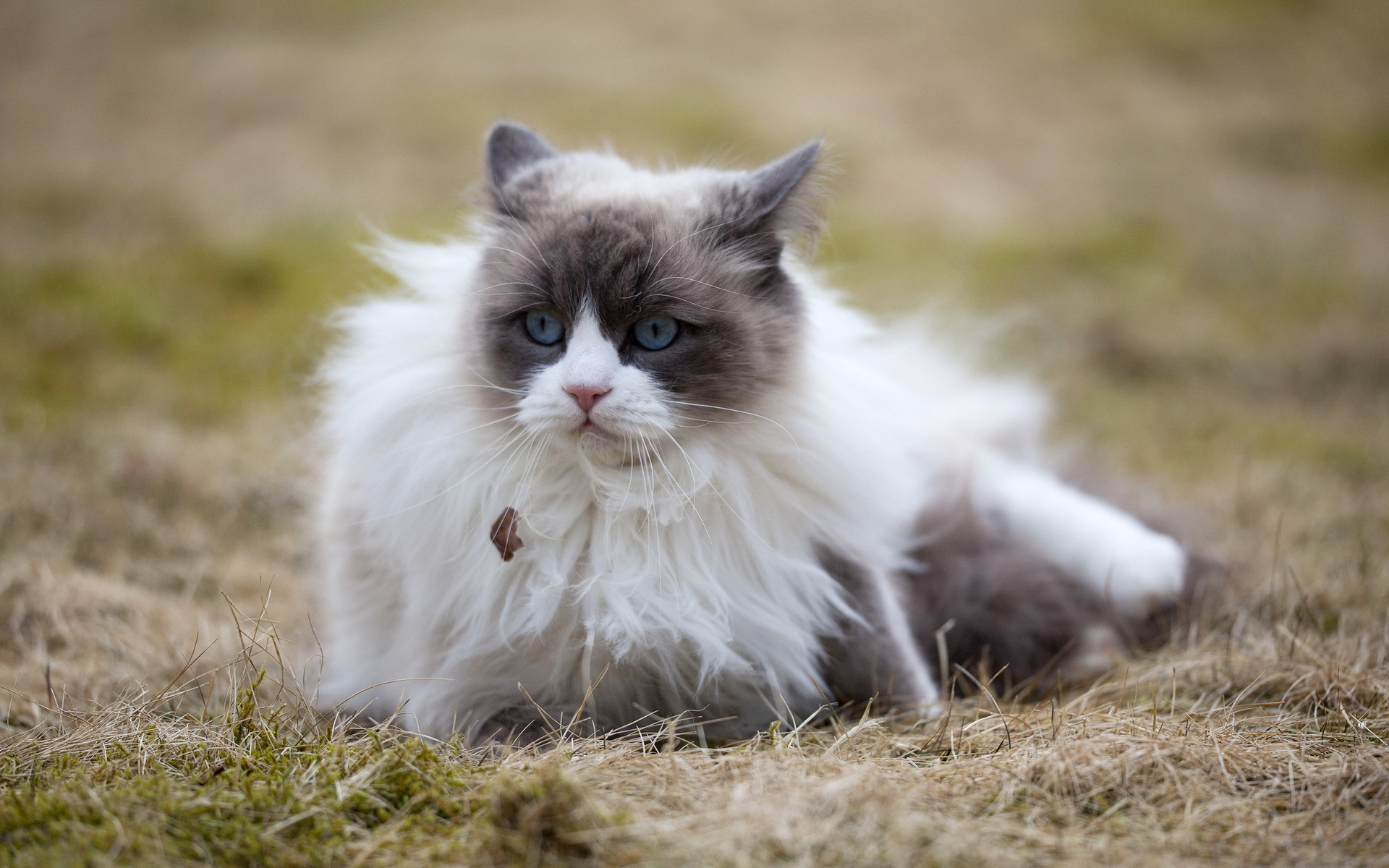 Baixe gratuitamente a imagem Animais, Gatos, Gato na área de trabalho do seu PC