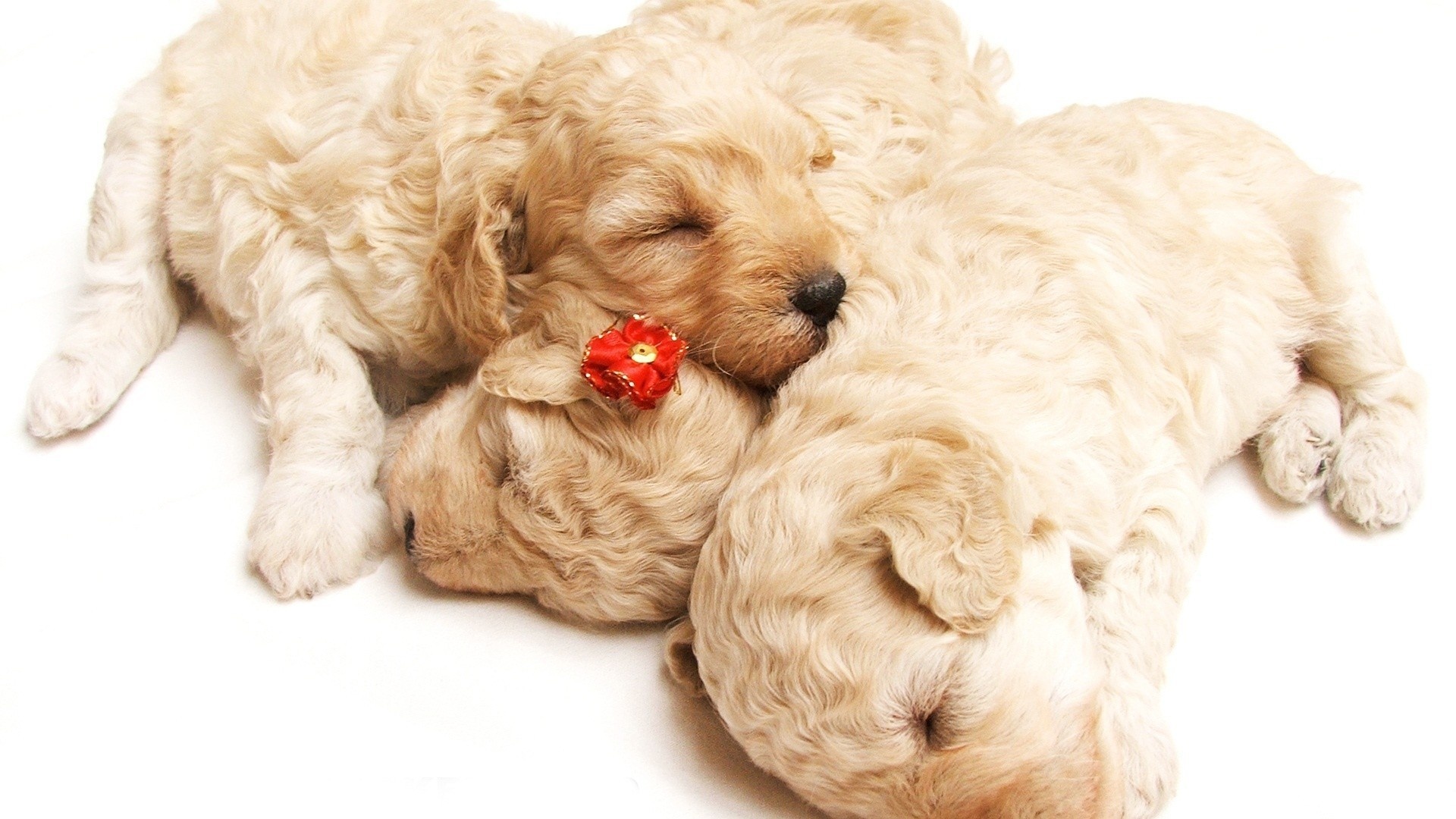 Téléchargez gratuitement l'image Animaux, Chiens, Chien sur le bureau de votre PC