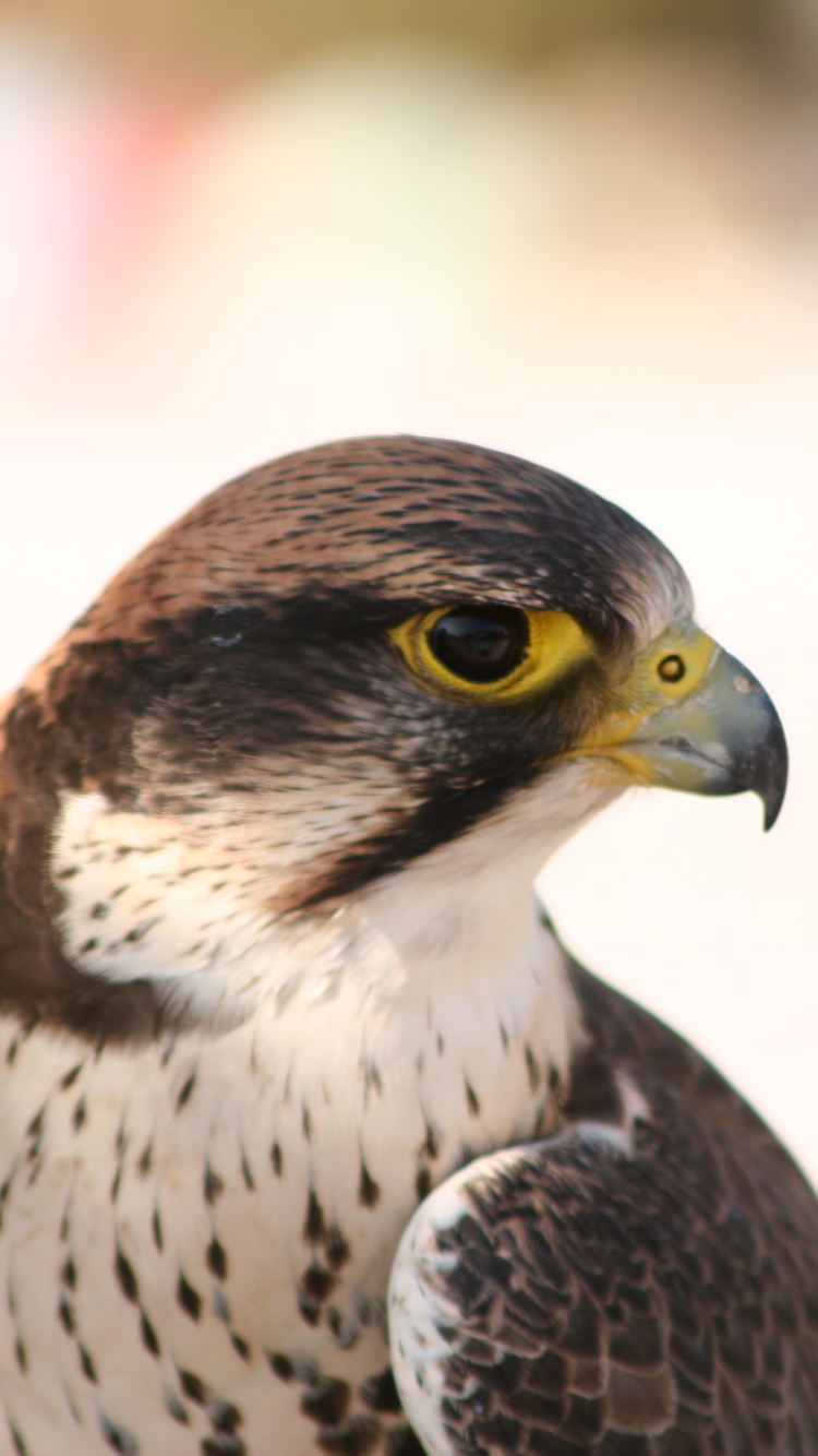 animal, peregrine falcon, birds
