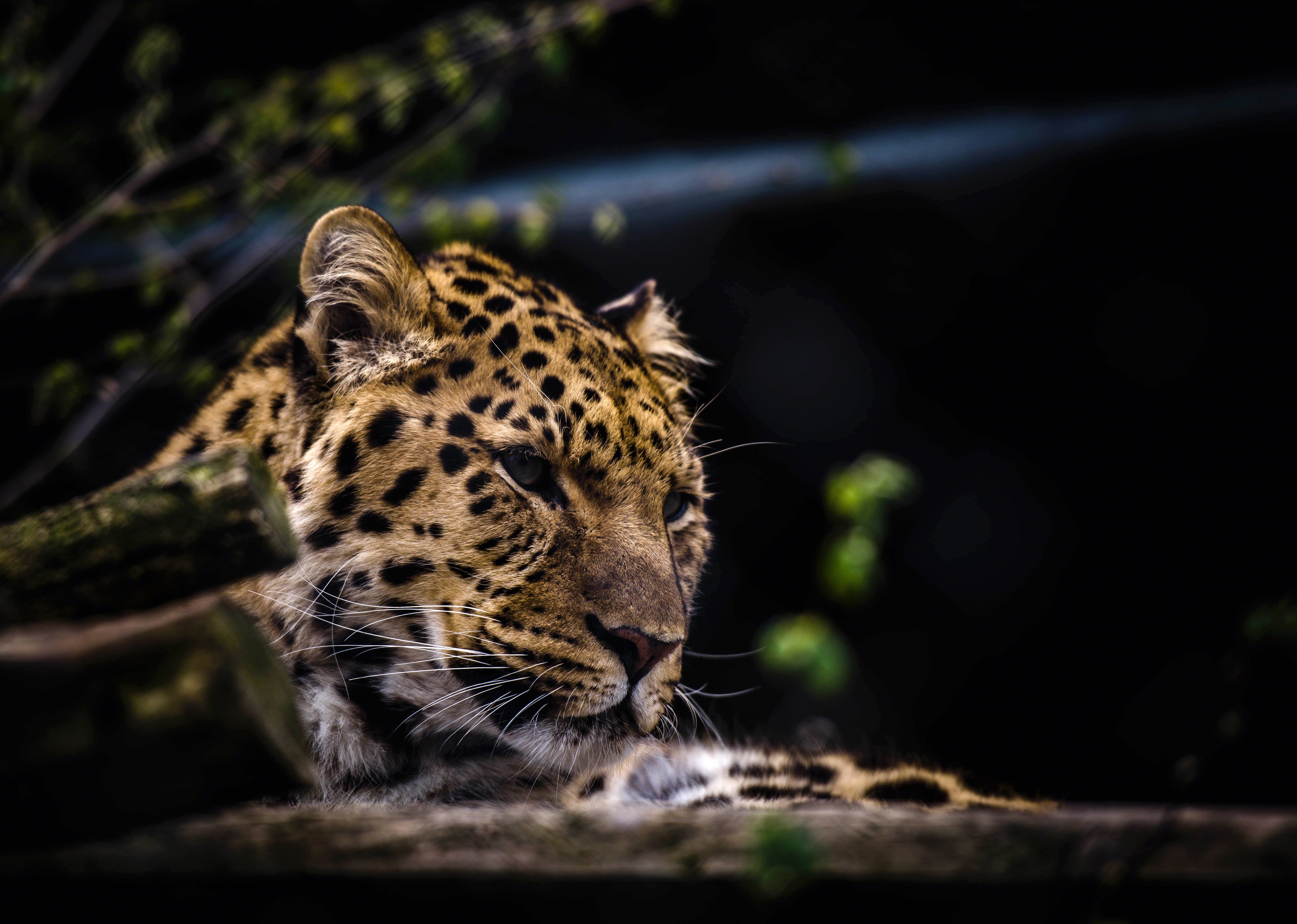 Download mobile wallpaper Muzzle, Predator, Leopard, Big Cat, Animals for free.