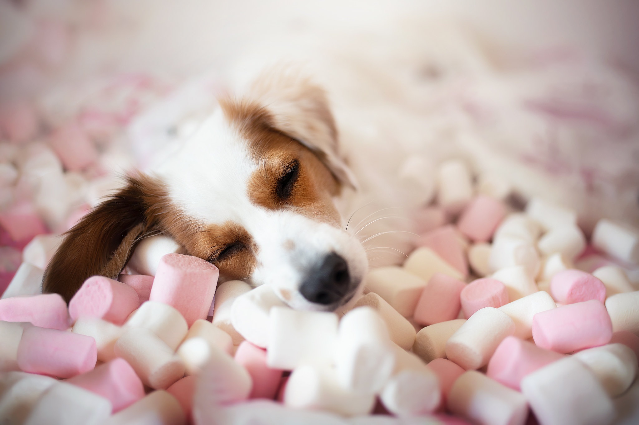 Free download wallpaper Dogs, Dog, Animal, Puppy, Sleeping, Marshmallow, Baby Animal on your PC desktop