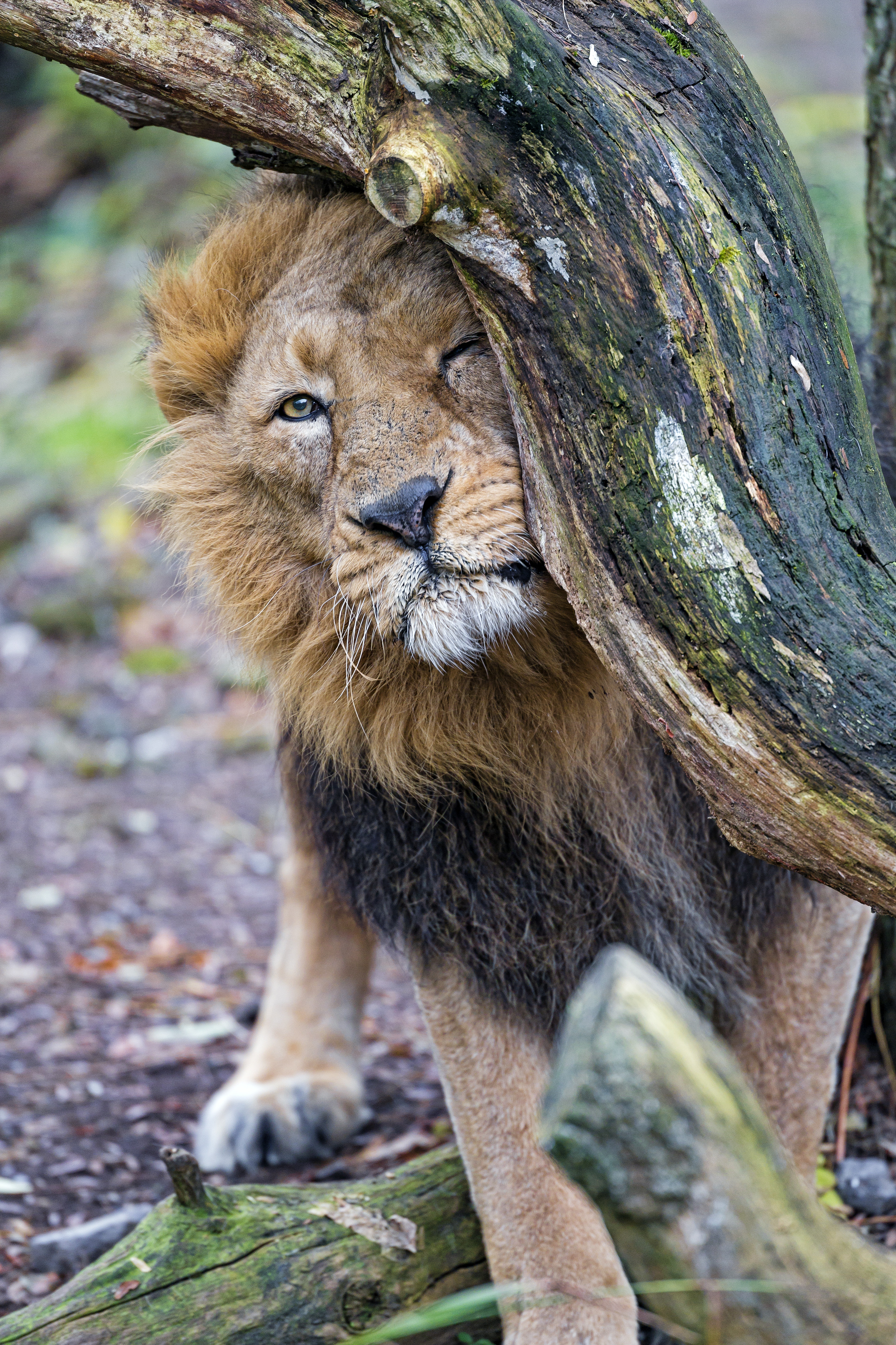 Free download wallpaper Animals, Tree, Predator, Wood, Big Cat, Lion on your PC desktop