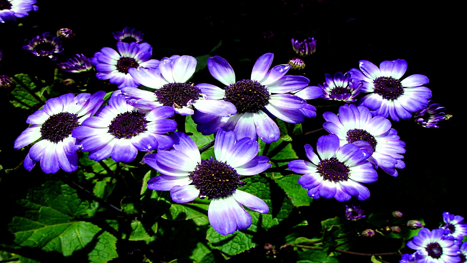 Téléchargez gratuitement l'image Fleurs, Fleur, Terre/nature sur le bureau de votre PC