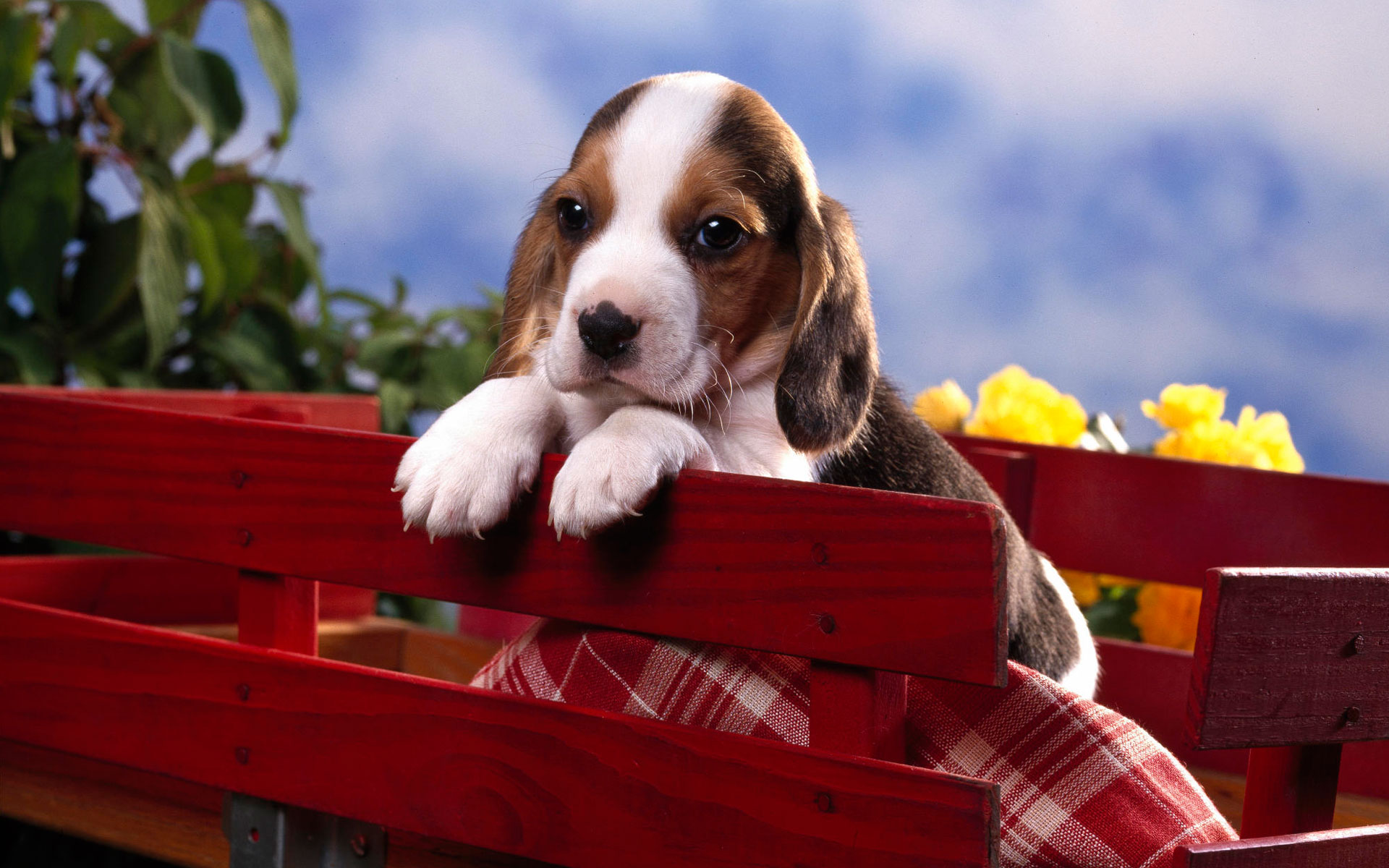 Téléchargez gratuitement l'image Animaux, Chien, Chiot, Mignon sur le bureau de votre PC