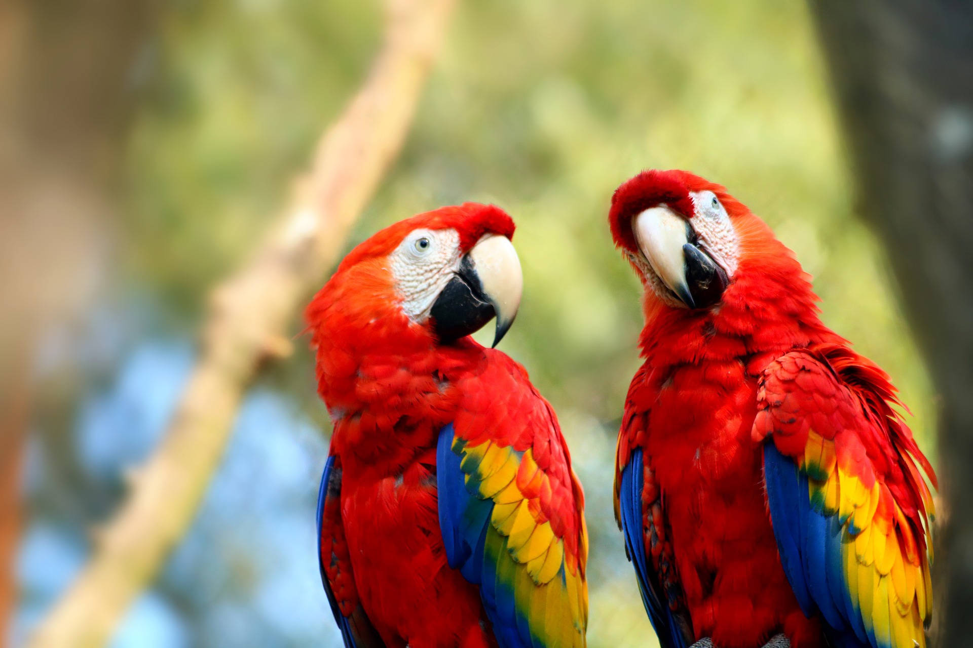 Laden Sie das Tiere, Vögel, Vogel, Ara, Papagei, Hellroter Ara-Bild kostenlos auf Ihren PC-Desktop herunter