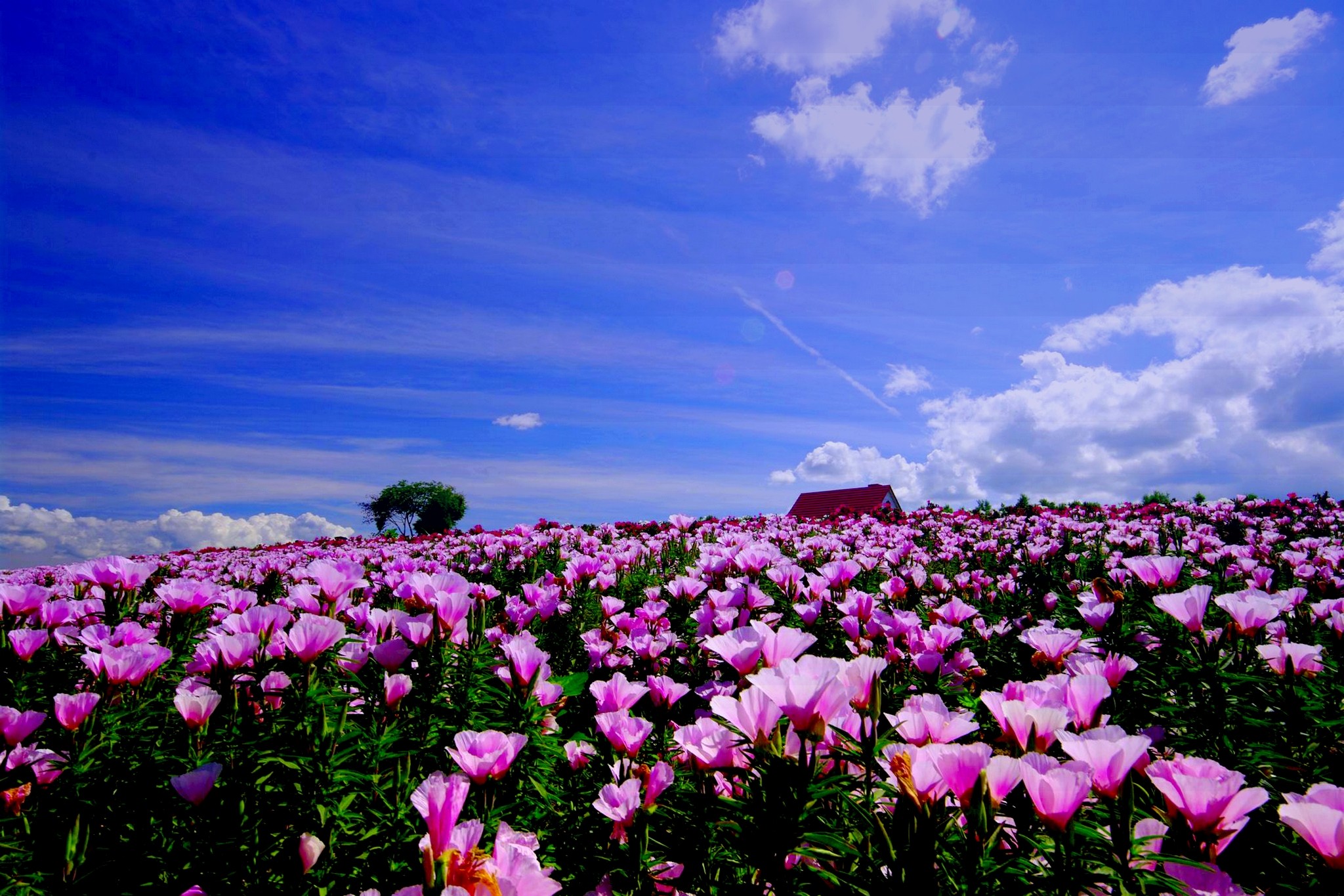 Laden Sie das Landschaft, Natur, Mohn, Blume, Haus, Feld, Fotografie, Pinke Blume-Bild kostenlos auf Ihren PC-Desktop herunter