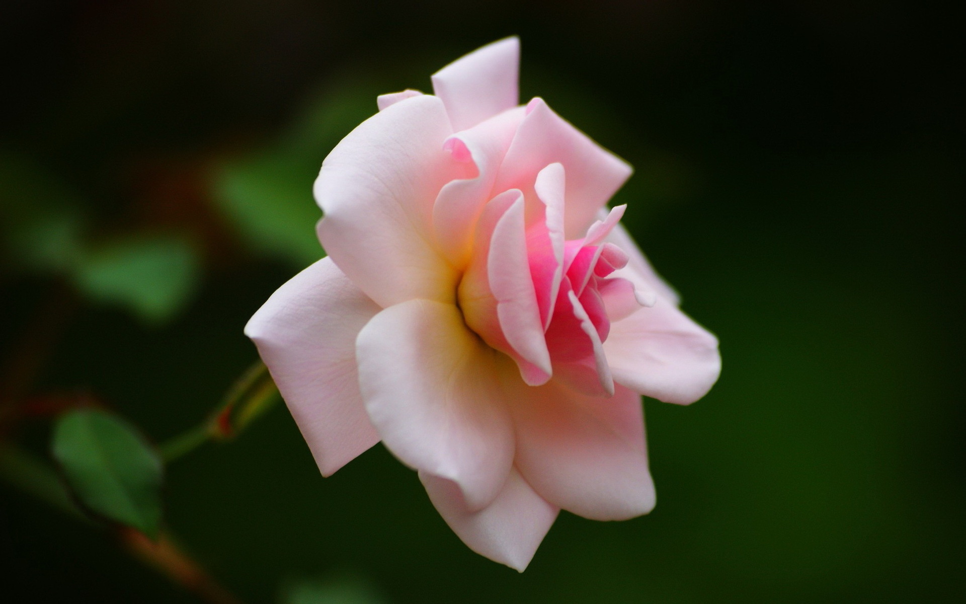 Téléchargez gratuitement l'image Fleurs, Rose, Fleur, Terre/nature sur le bureau de votre PC