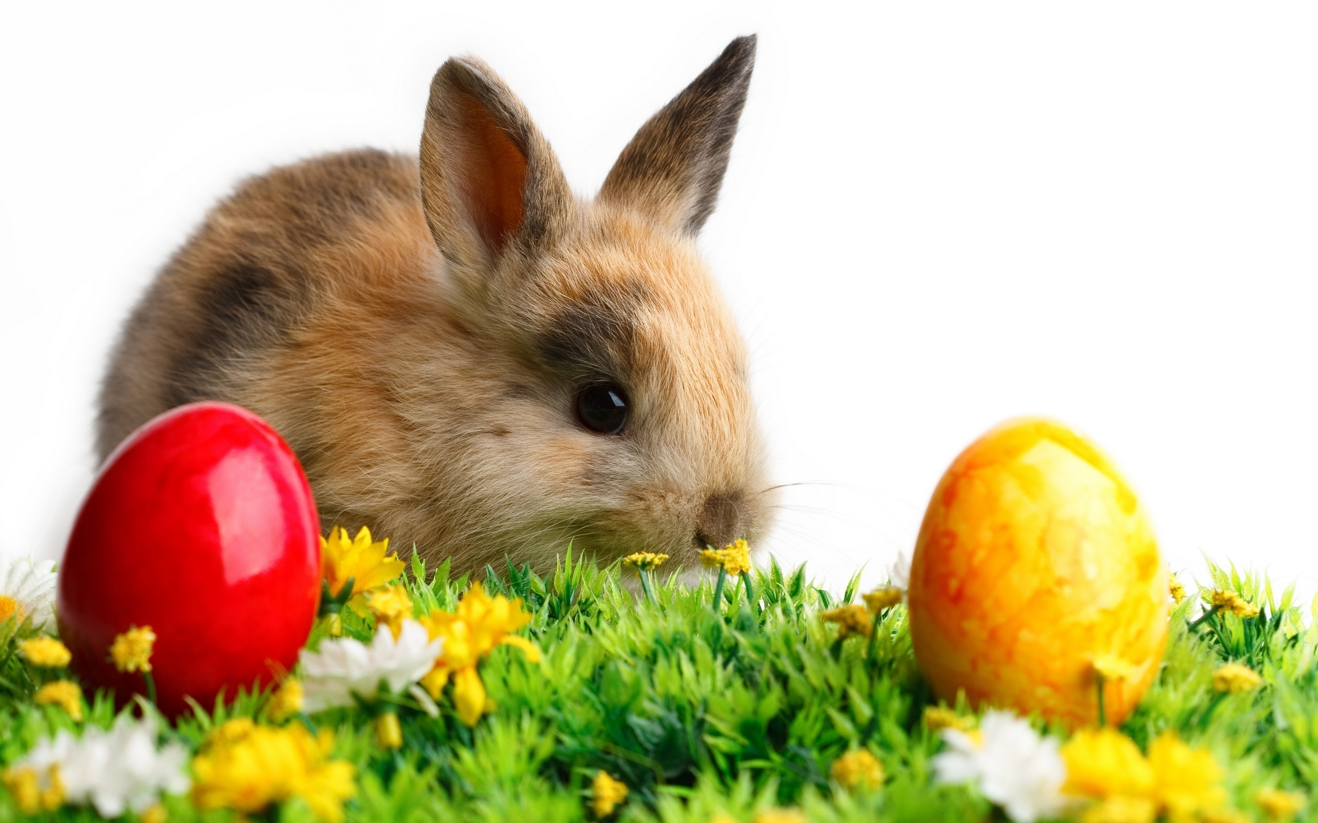 35204 Bild herunterladen tiere, kaninchen - Hintergrundbilder und Bildschirmschoner kostenlos