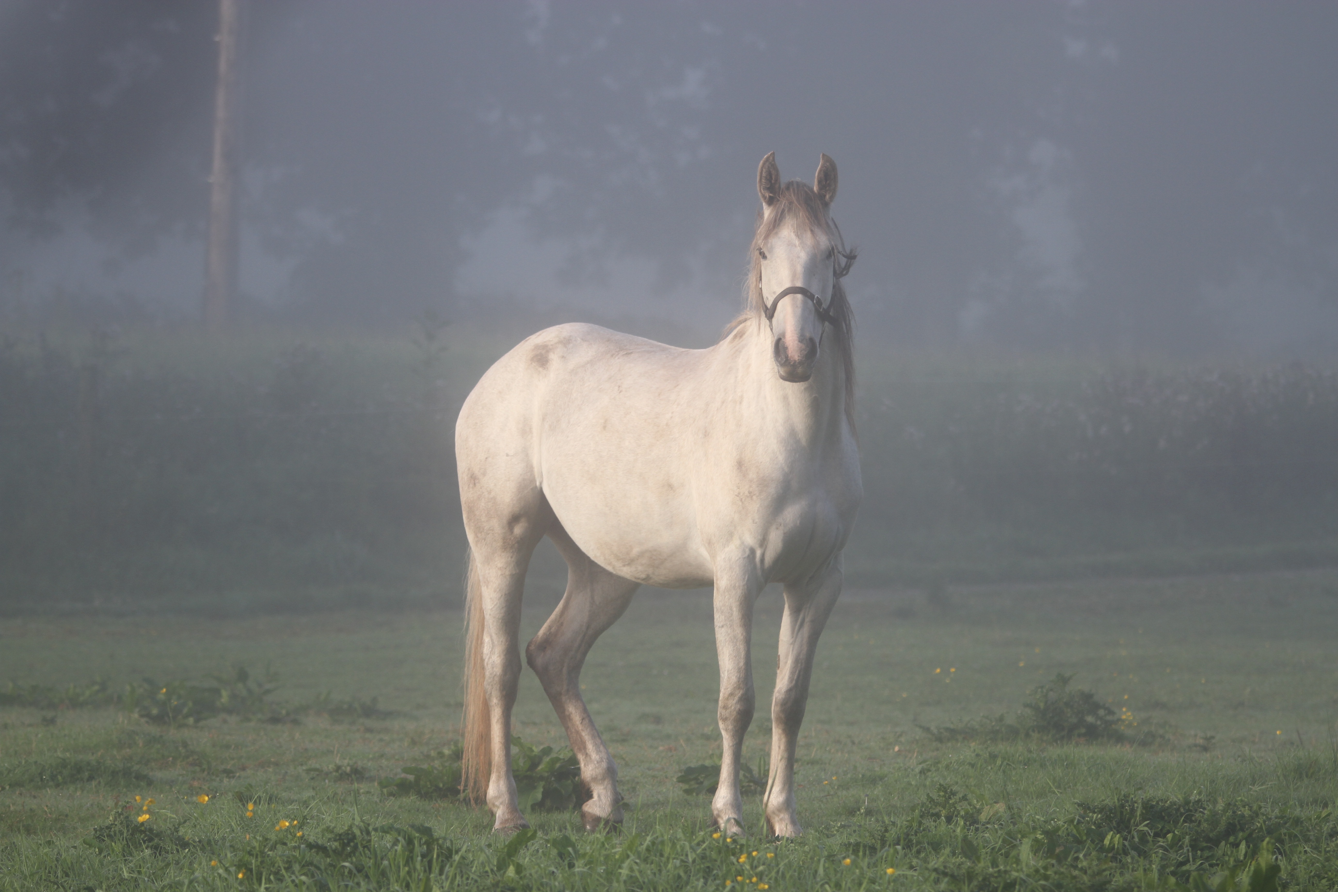 Descarga gratuita de fondo de pantalla para móvil de Animales, Niebla, Caballo.