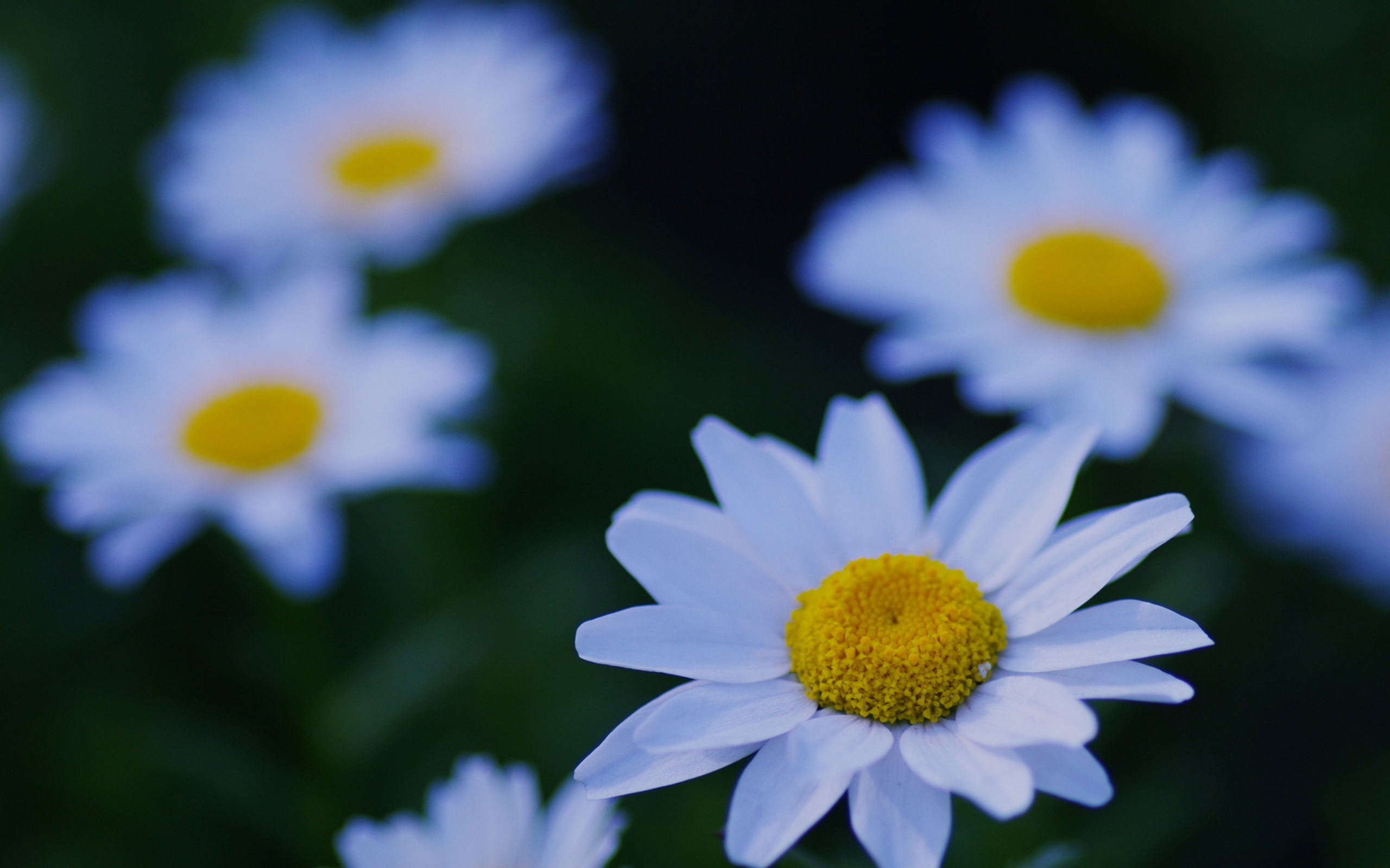 Laden Sie das Blumen, Blume, Erde/natur-Bild kostenlos auf Ihren PC-Desktop herunter