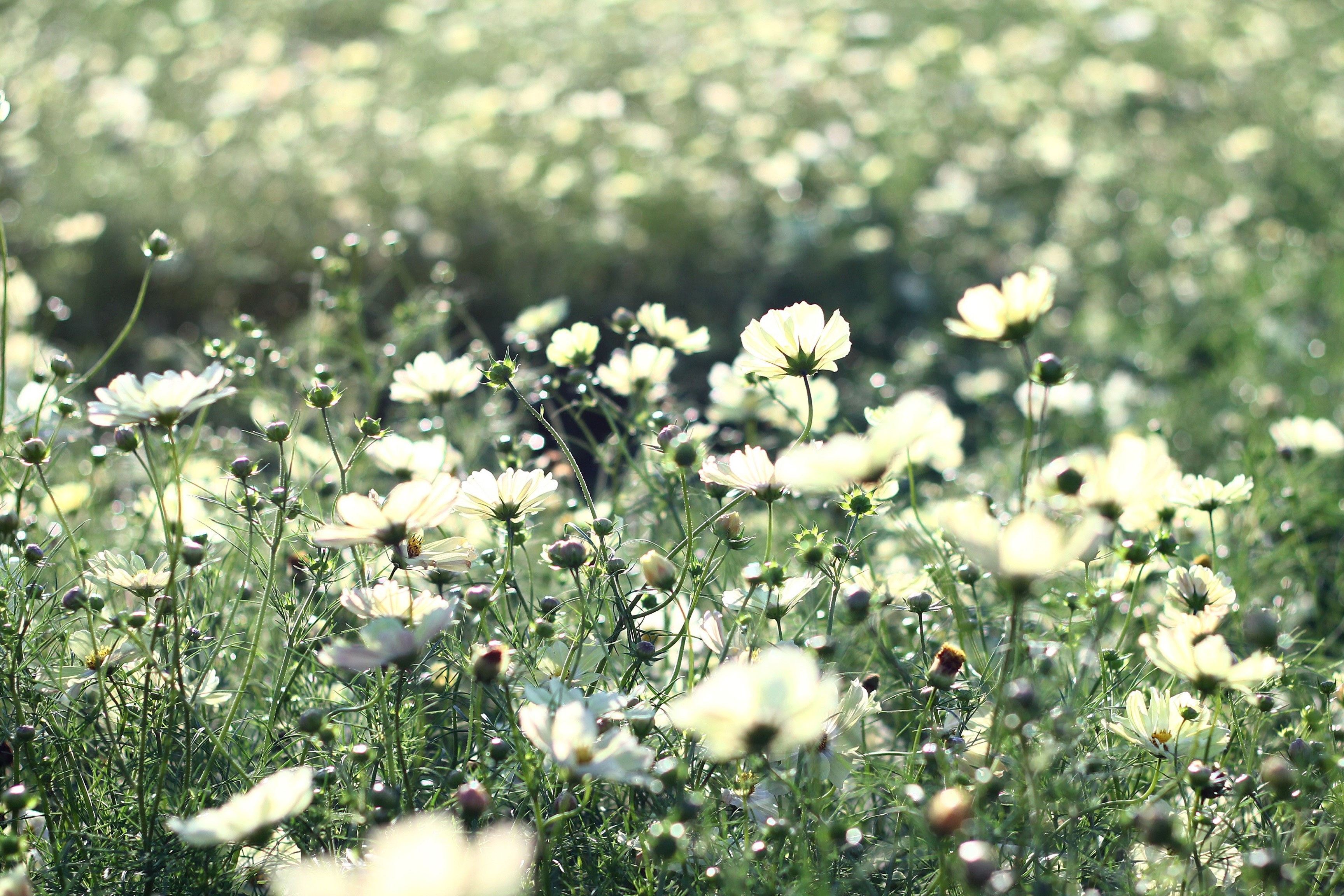 flowers, grass, field, kosmeya, cosmos