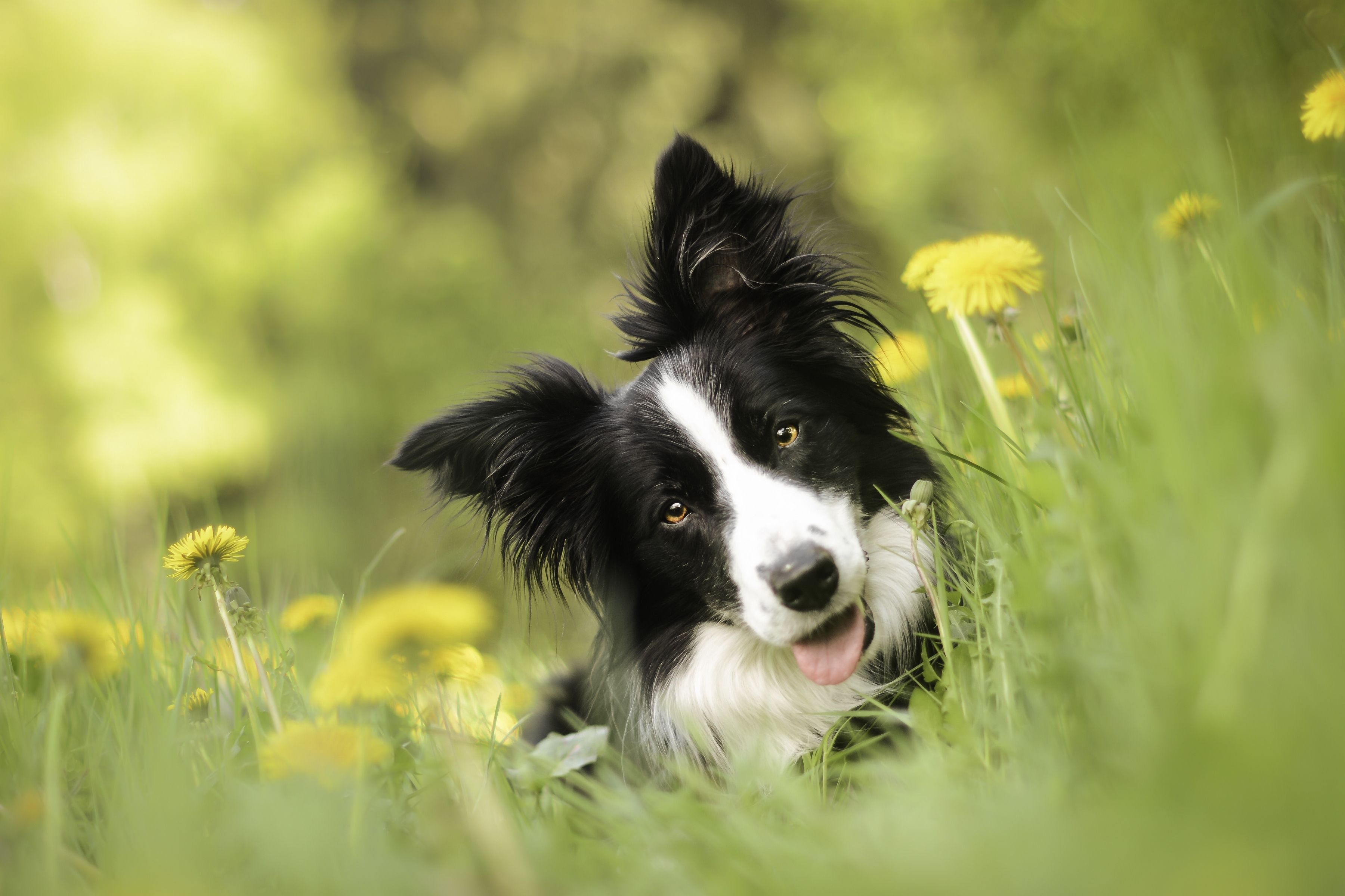 PCデスクトップに動物, タンポポ, 花, 犬, ボケ, ボーダーコリー画像を無料でダウンロード