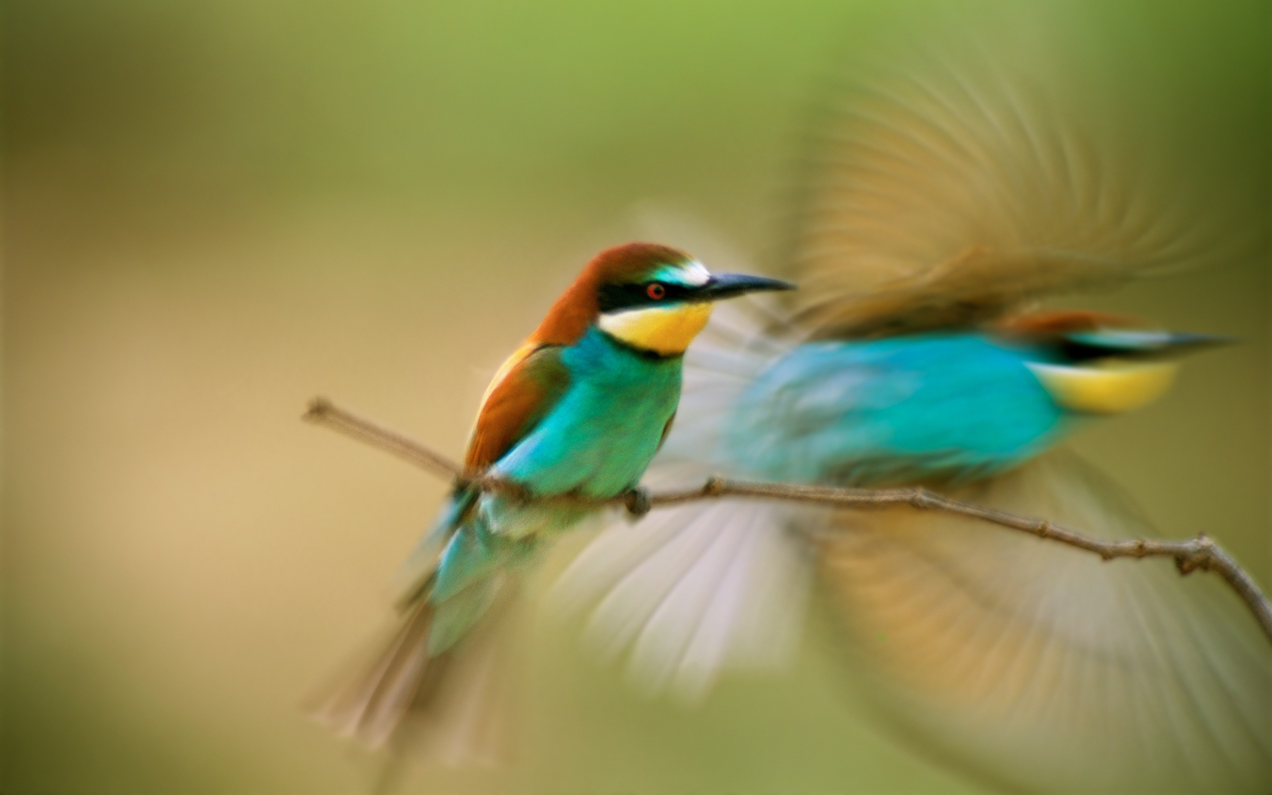 PCデスクトップに鳥, 動物画像を無料でダウンロード