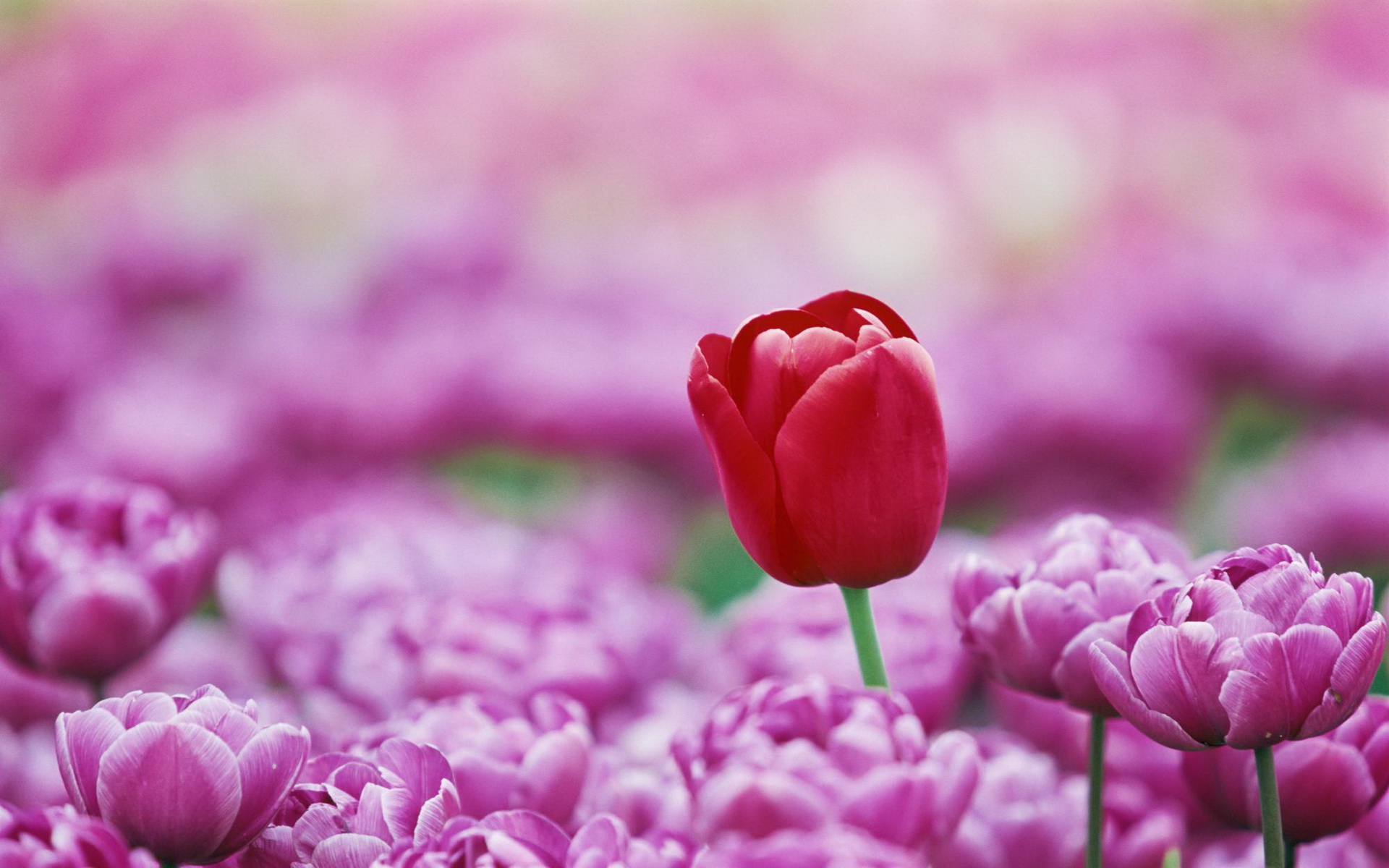 Free download wallpaper Flowers, Flower, Earth on your PC desktop