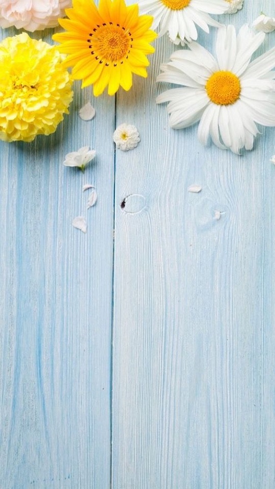 Download mobile wallpaper Flower, Wood, Artistic, Daisy for free.