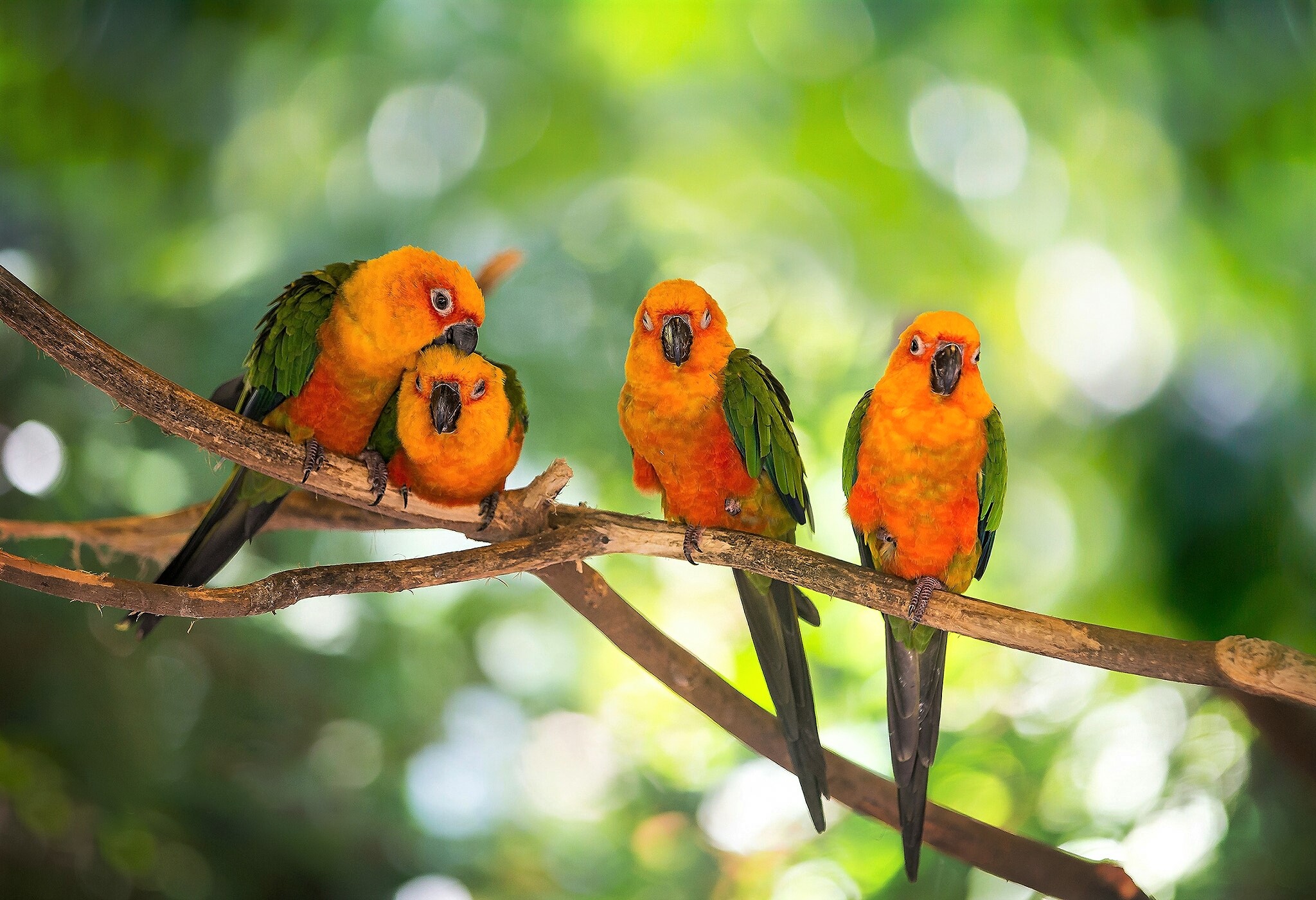 Download mobile wallpaper Birds, Bird, Branch, Animal, Colorful, Parrot for free.