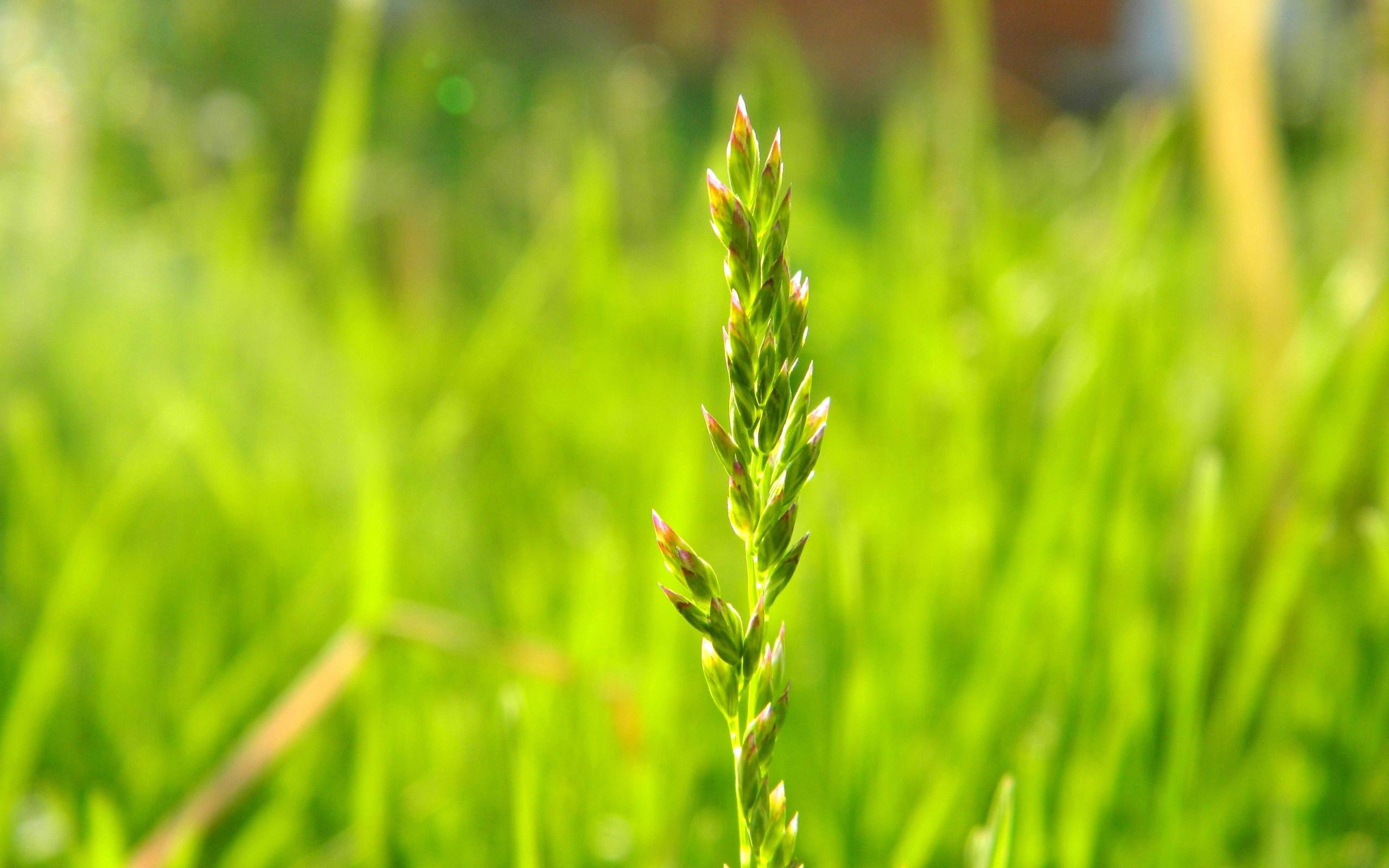 Free download wallpaper Grass, Plant, Macro, Leaves on your PC desktop