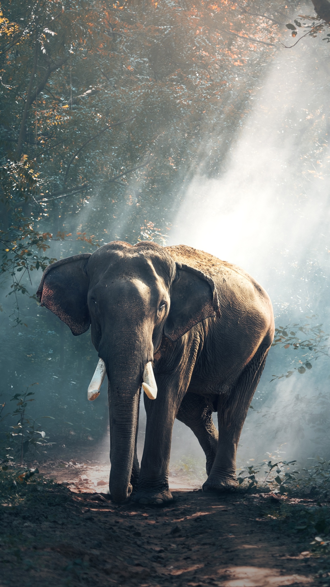 Download mobile wallpaper Elephants, Animal, Elephant, Mammal, Sunbeam, Asian Elephant, Sunbean for free.