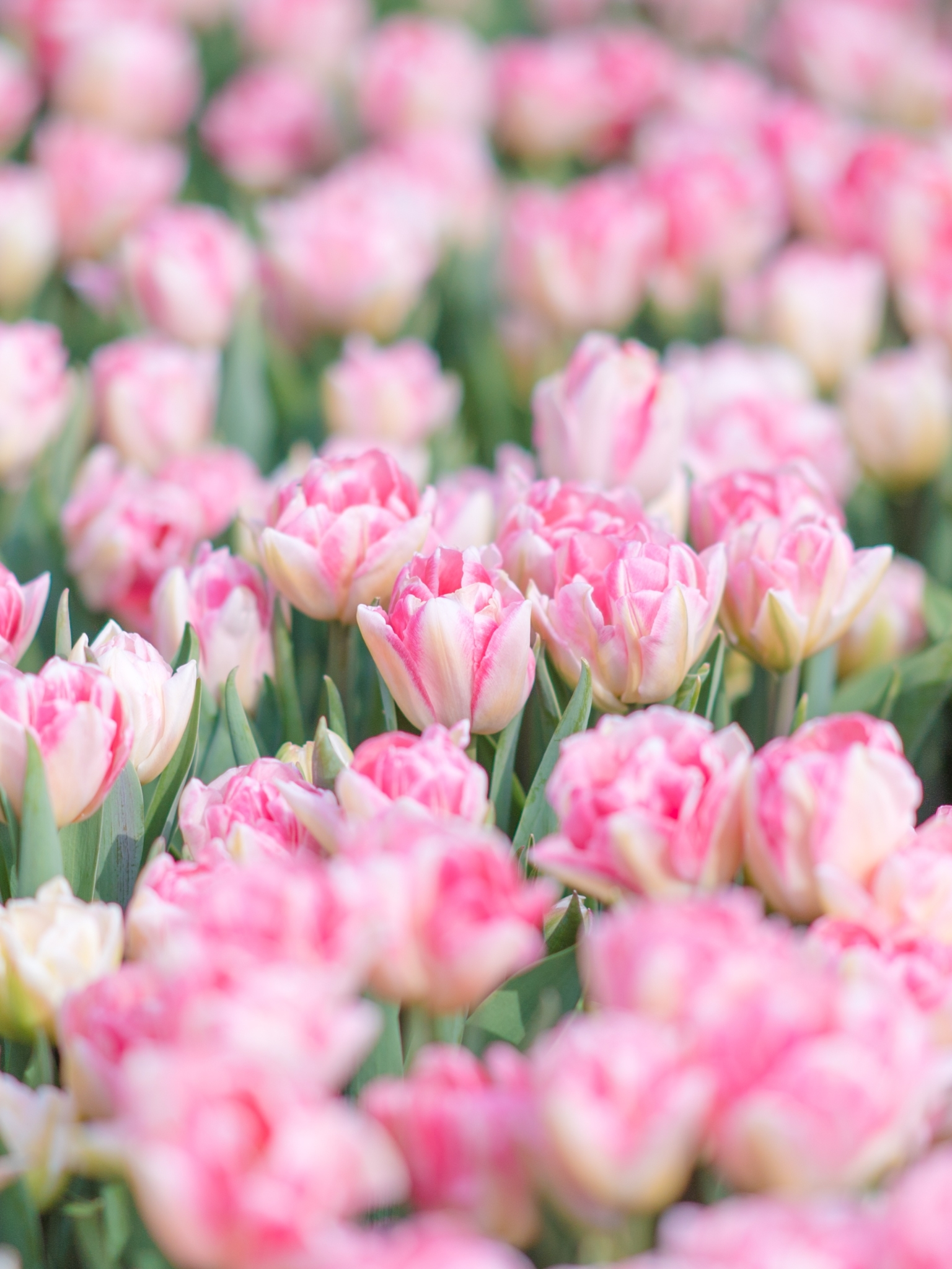 Free download wallpaper Nature, Flowers, Summer, Flower, Close Up, Earth, Tulip, Pink Flower on your PC desktop