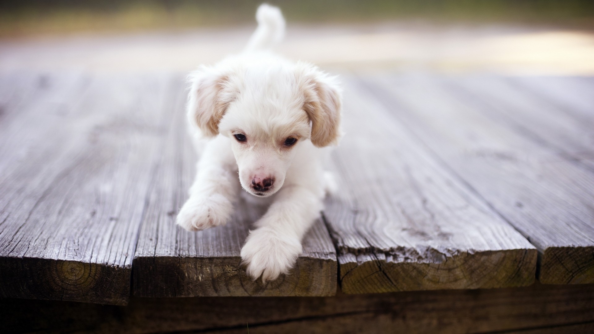 Téléchargez des papiers peints mobile Animaux, Chien gratuitement.