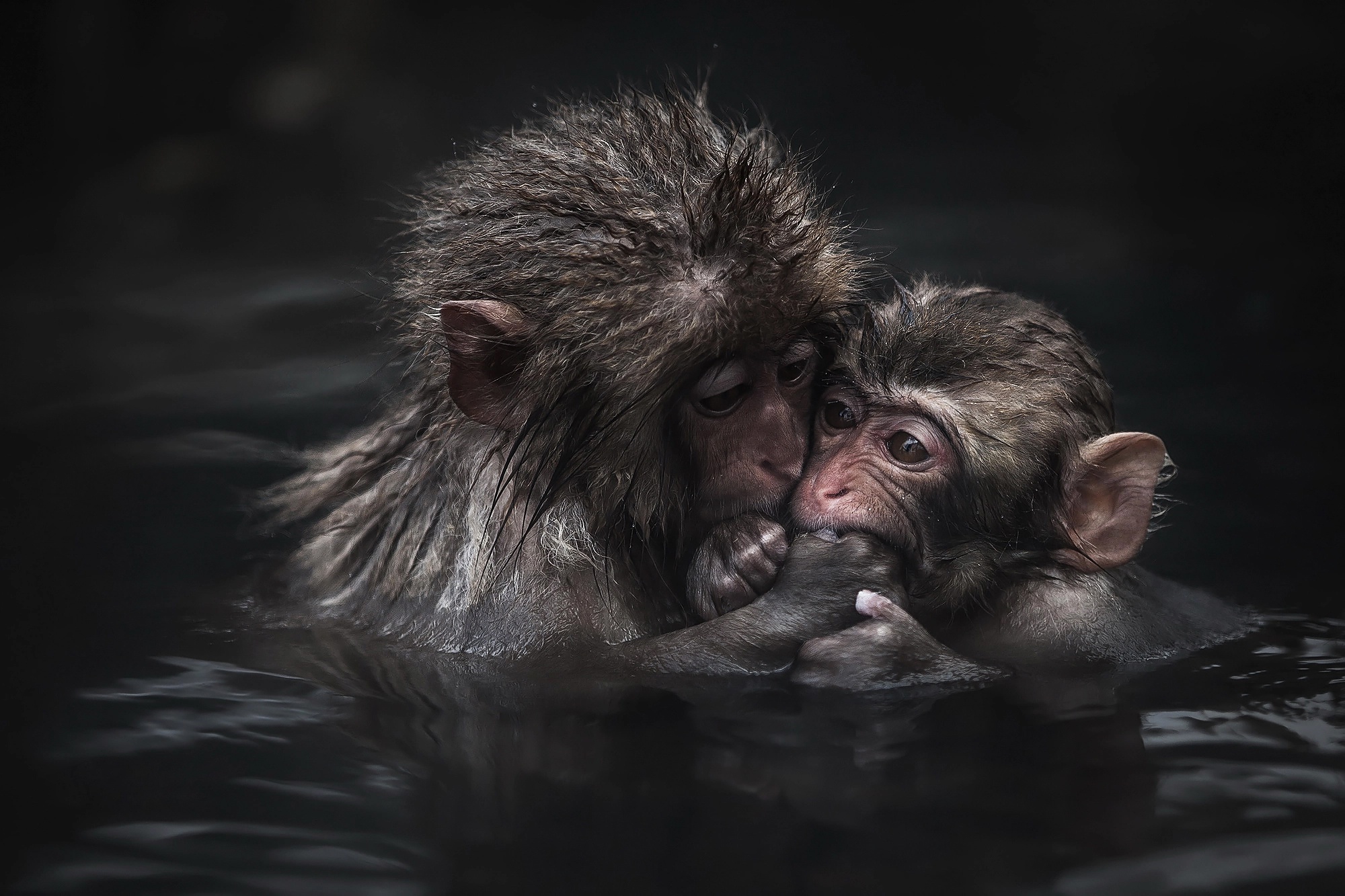 Laden Sie das Tiere, Affen, Tierbaby, Japanmakak-Bild kostenlos auf Ihren PC-Desktop herunter