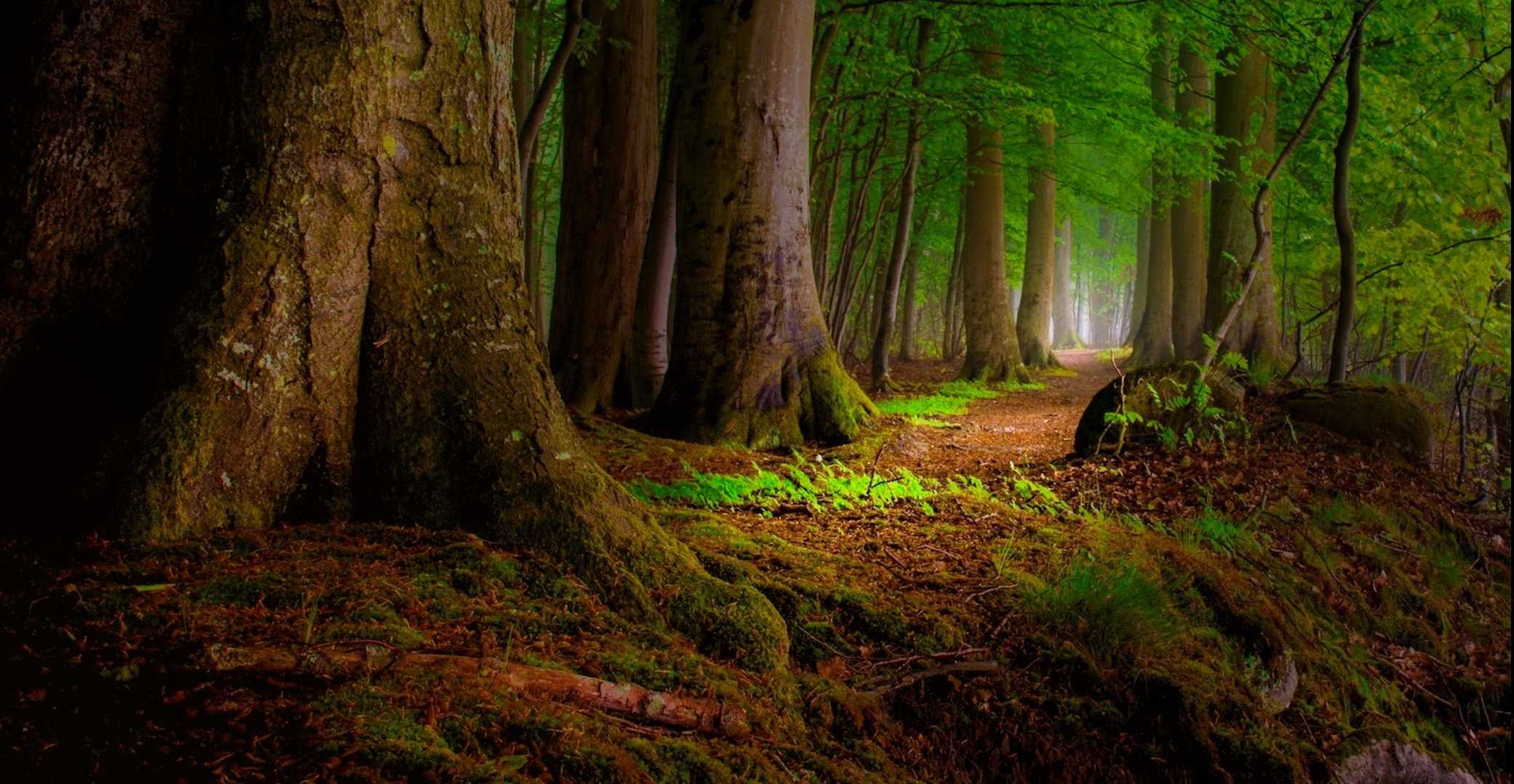 Laden Sie das Natur, Wald, Baum, Pfad, Erde/natur, Redwood-Bild kostenlos auf Ihren PC-Desktop herunter