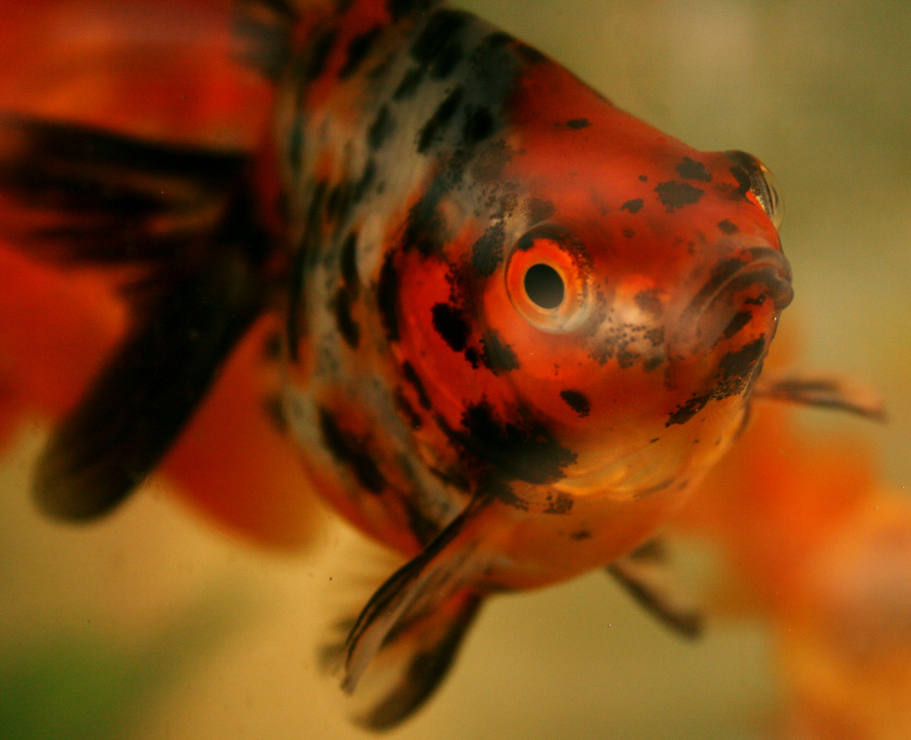 Скачать обои бесплатно Животные, Золотая Рыбка картинка на рабочий стол ПК