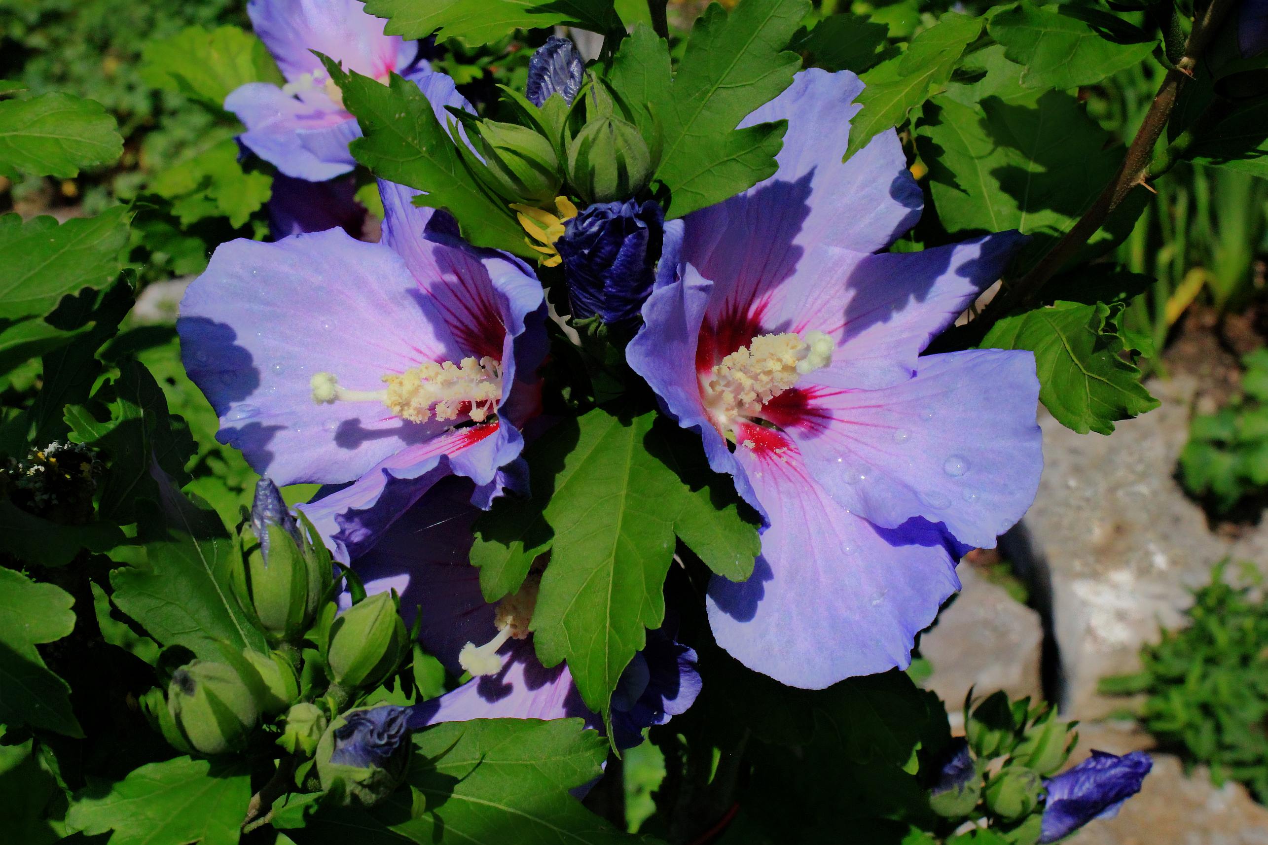 Descarga gratis la imagen Flor, Tierra/naturaleza en el escritorio de tu PC